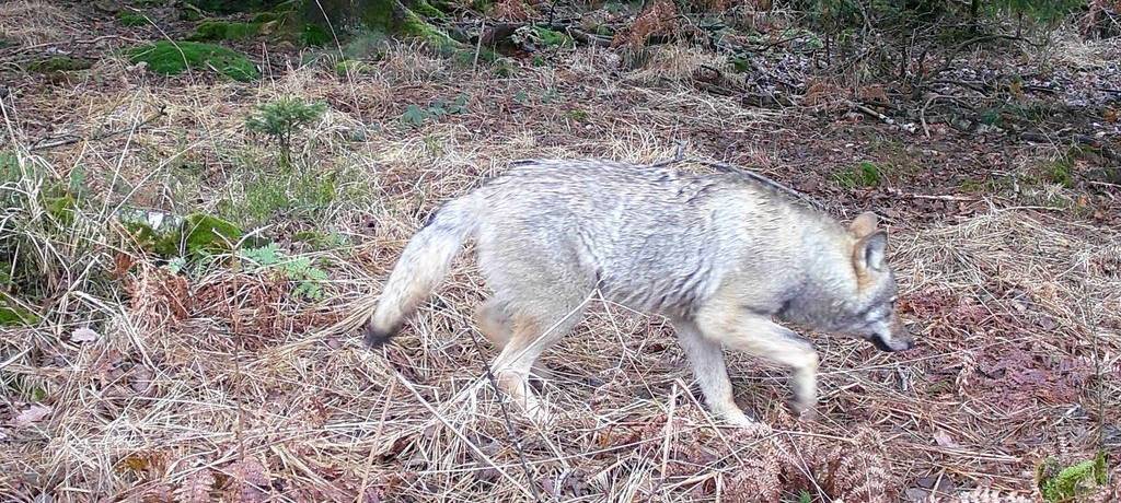 Wolf Märkischer Kreis