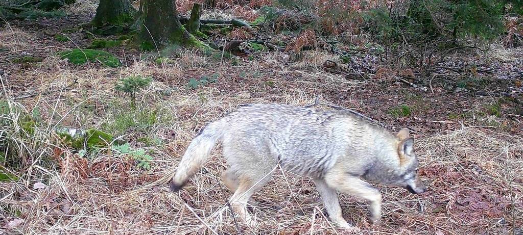 Wolf Märkischer Kreis