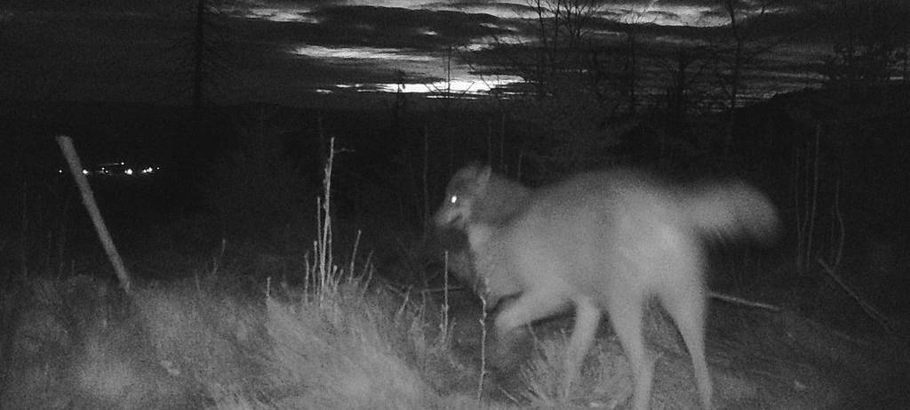 Zwei Wölfe in der Nacht – aufgenommen von einer Wildtierkamera im Märkischen Kreis. Sichtungen wie diese nehmen auch in unserer Region zu.