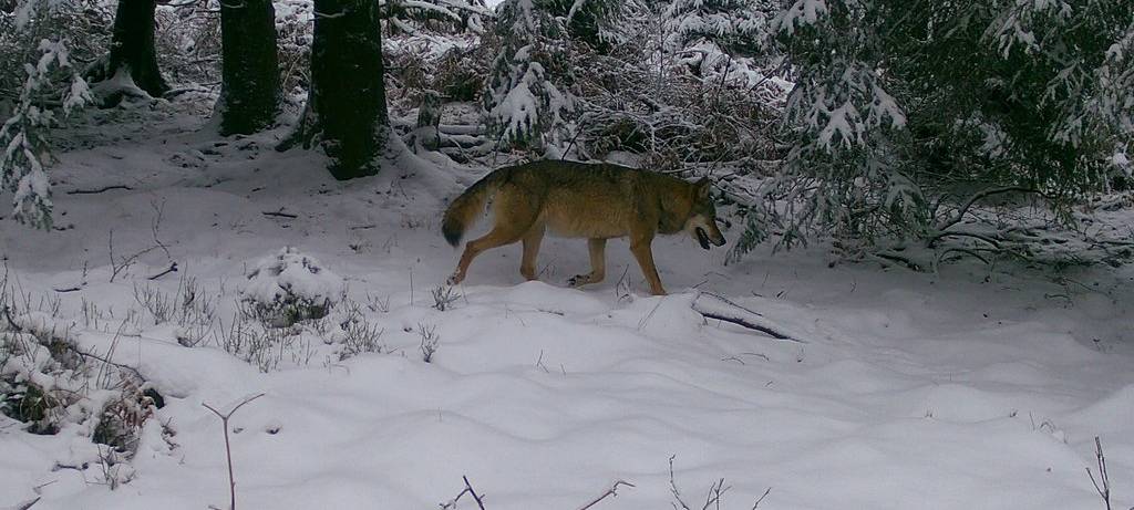 Ein Wolf im Schnee.