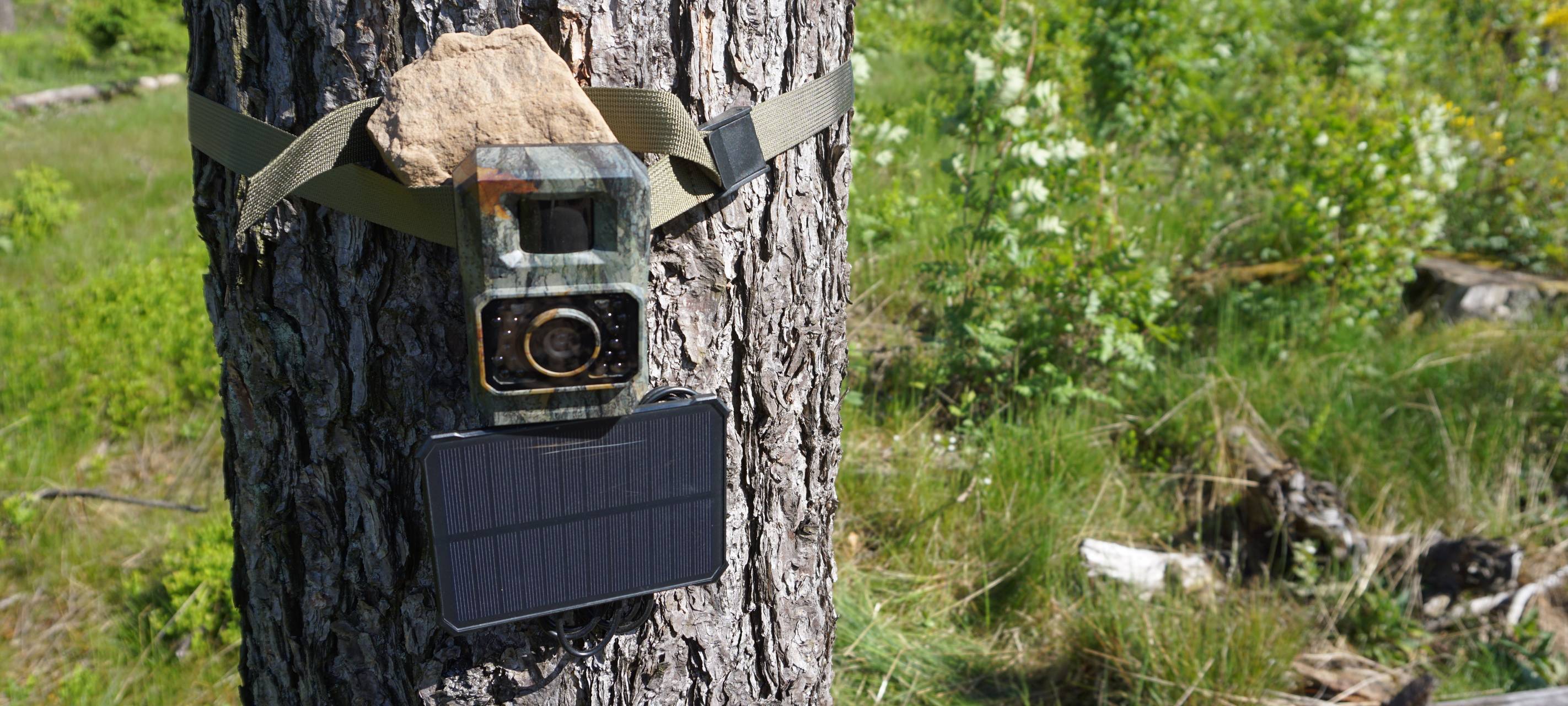 Wolfsmonitoring: Den Wölfen auf der Spur