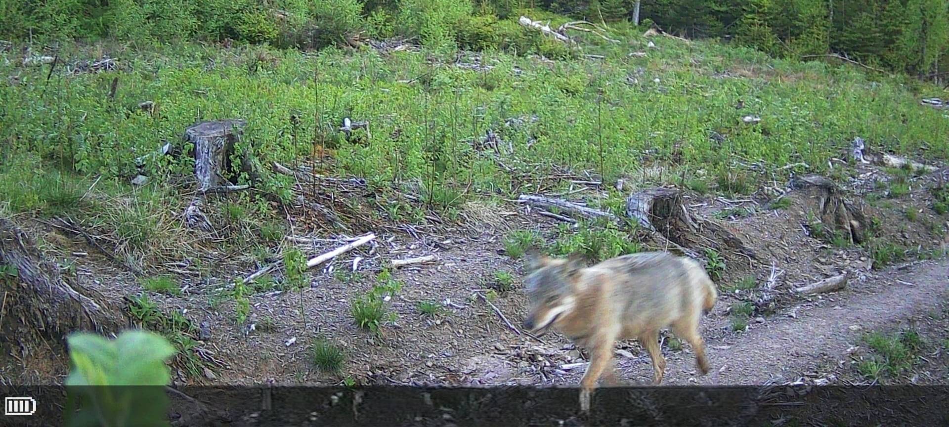 Mehr Wolfssichtungen im Märkischen Kreis