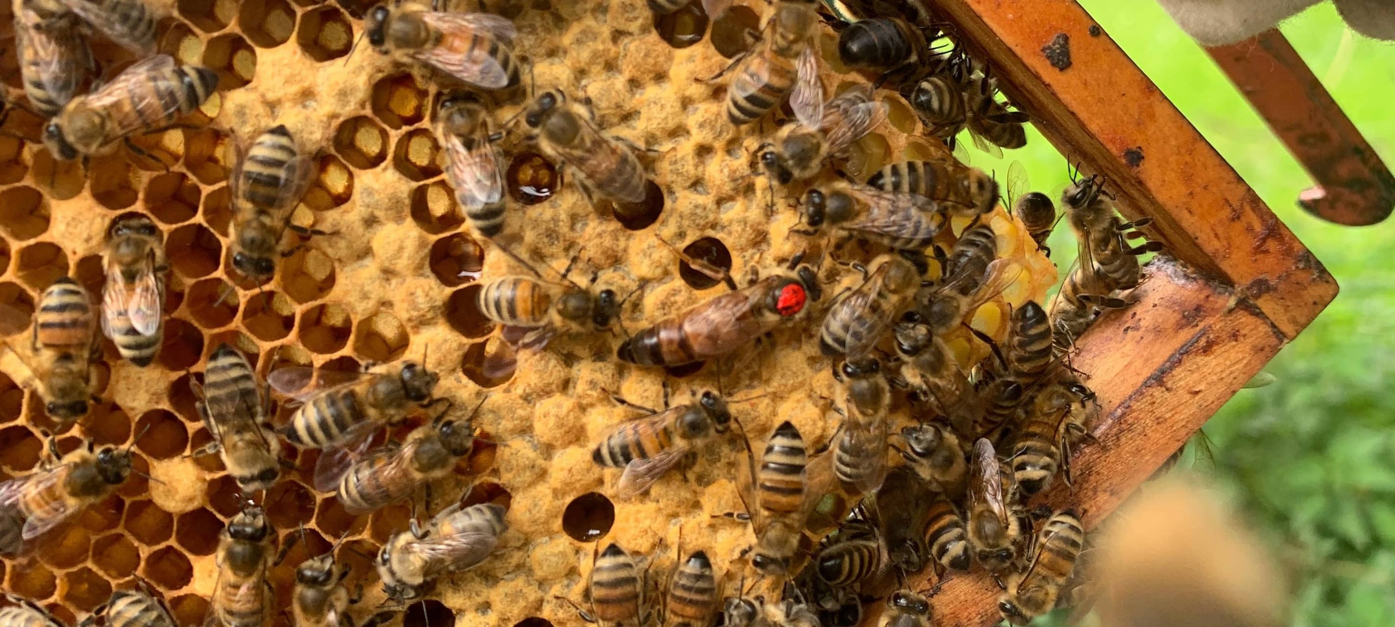 Wieder Bienenkrankheit "Faulbrut" in Lüdenscheid