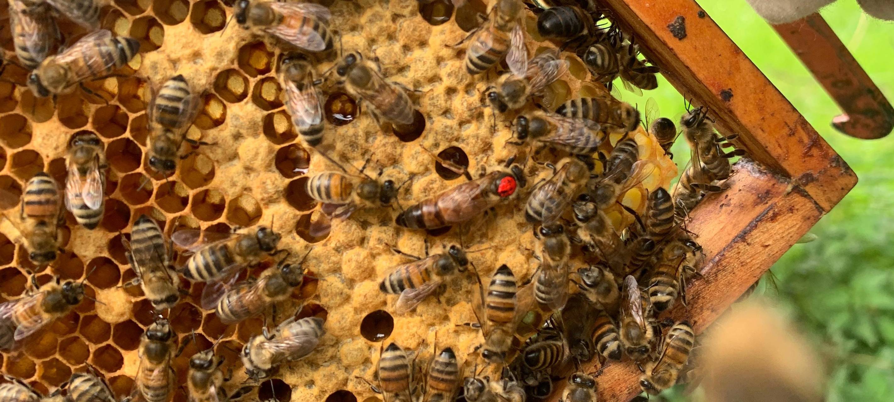 Symbolbild: Bienen