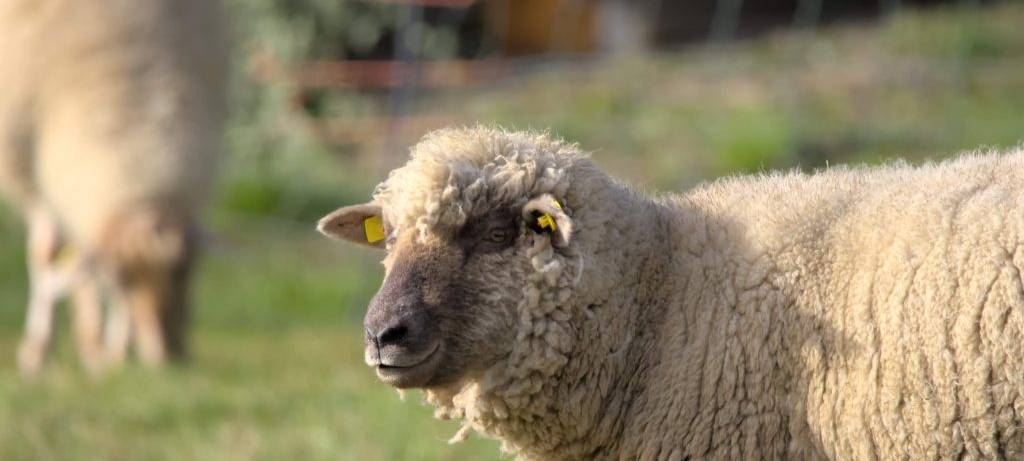 Schafe als Rasenmäher gegen Bärenklau