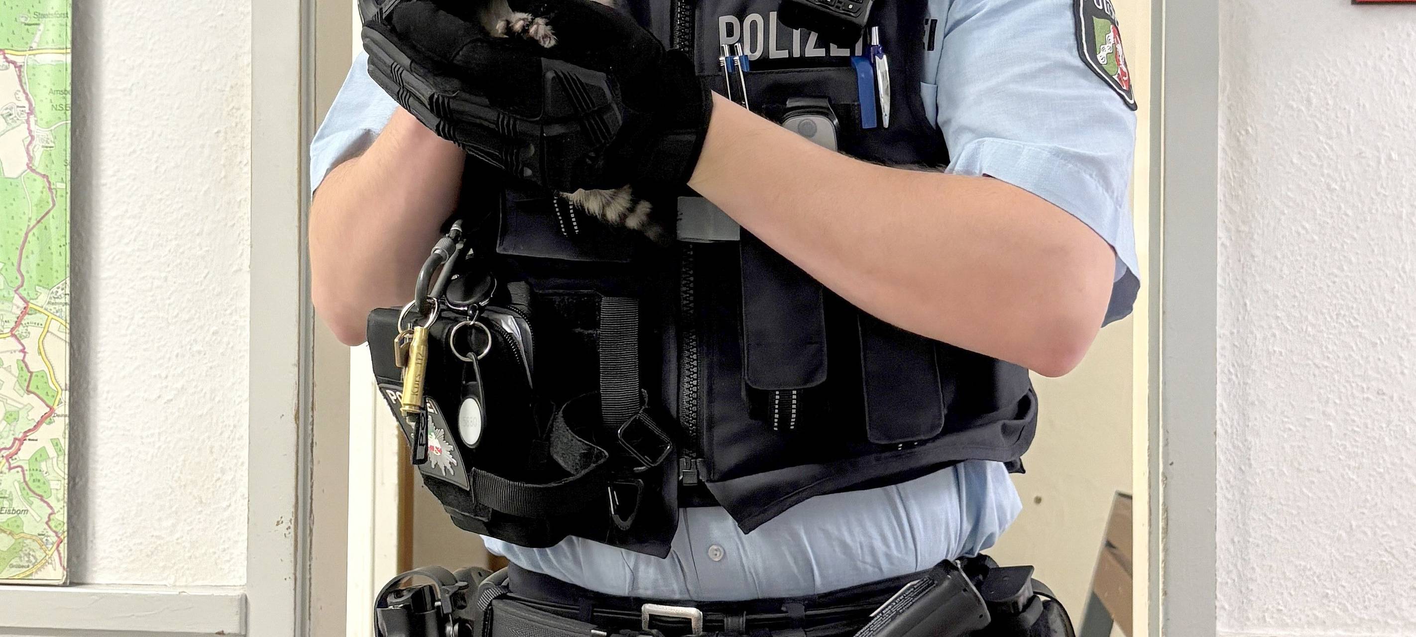 Katzenbabys in Balve ausgesetzt