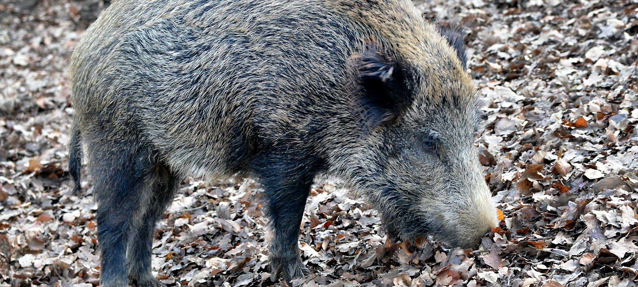 Schweinepest: Märkischer Kreis bisher verschont geblieben