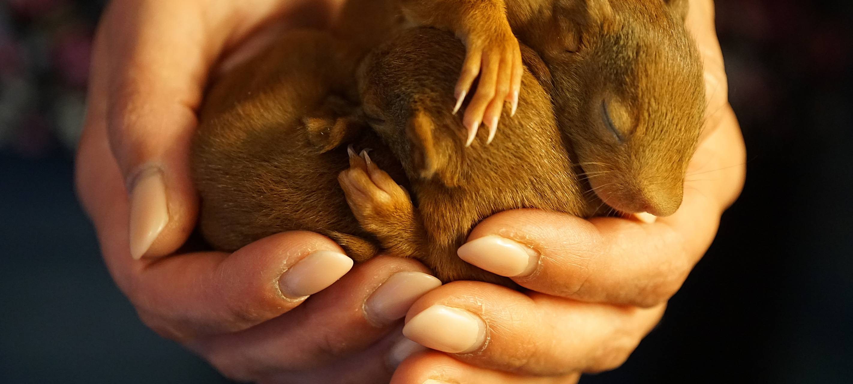Intensivstation für hilflose Eichhörnchen in Altena