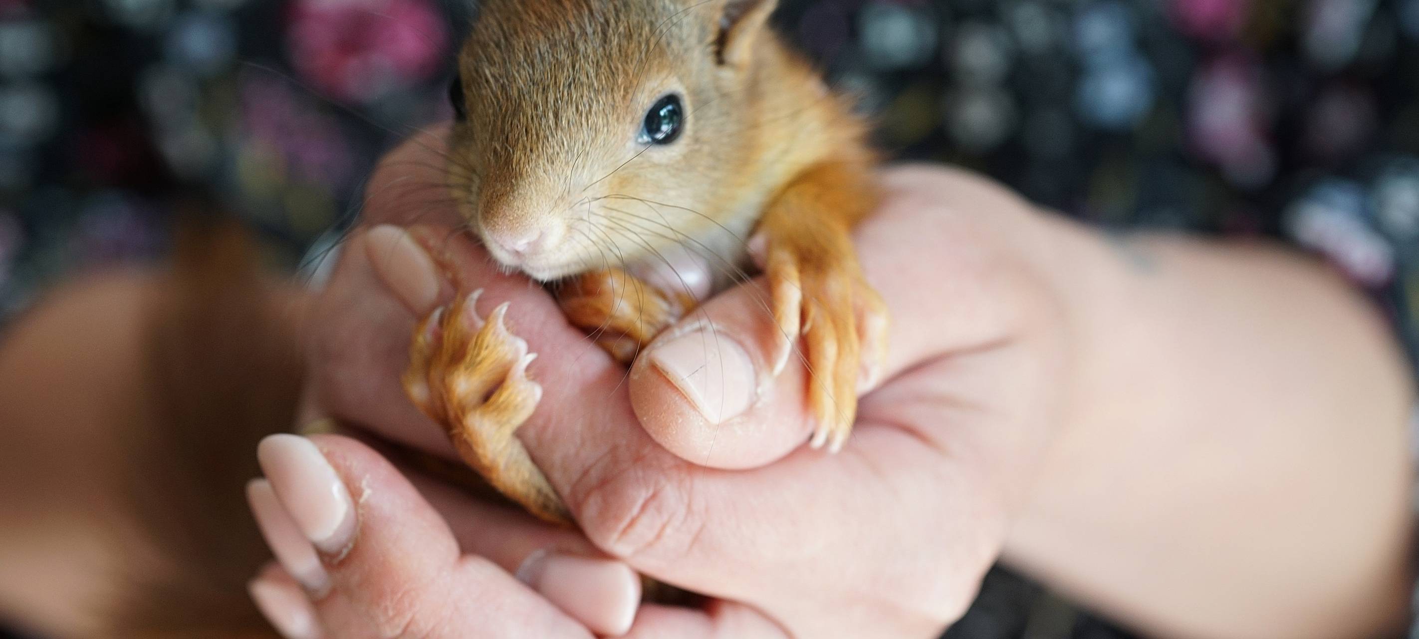 Intensivstation für hilflose Eichhörnchen in Altena