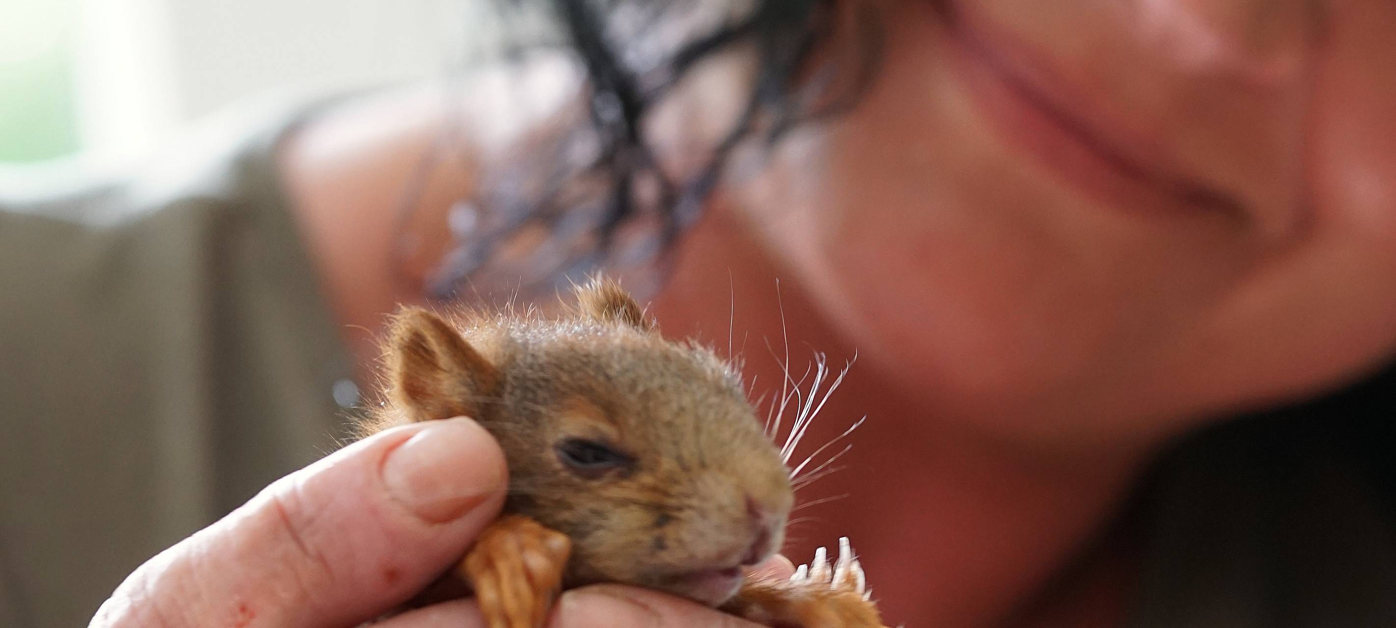 Intensivstation für hilflose Eichhörnchen in Altena