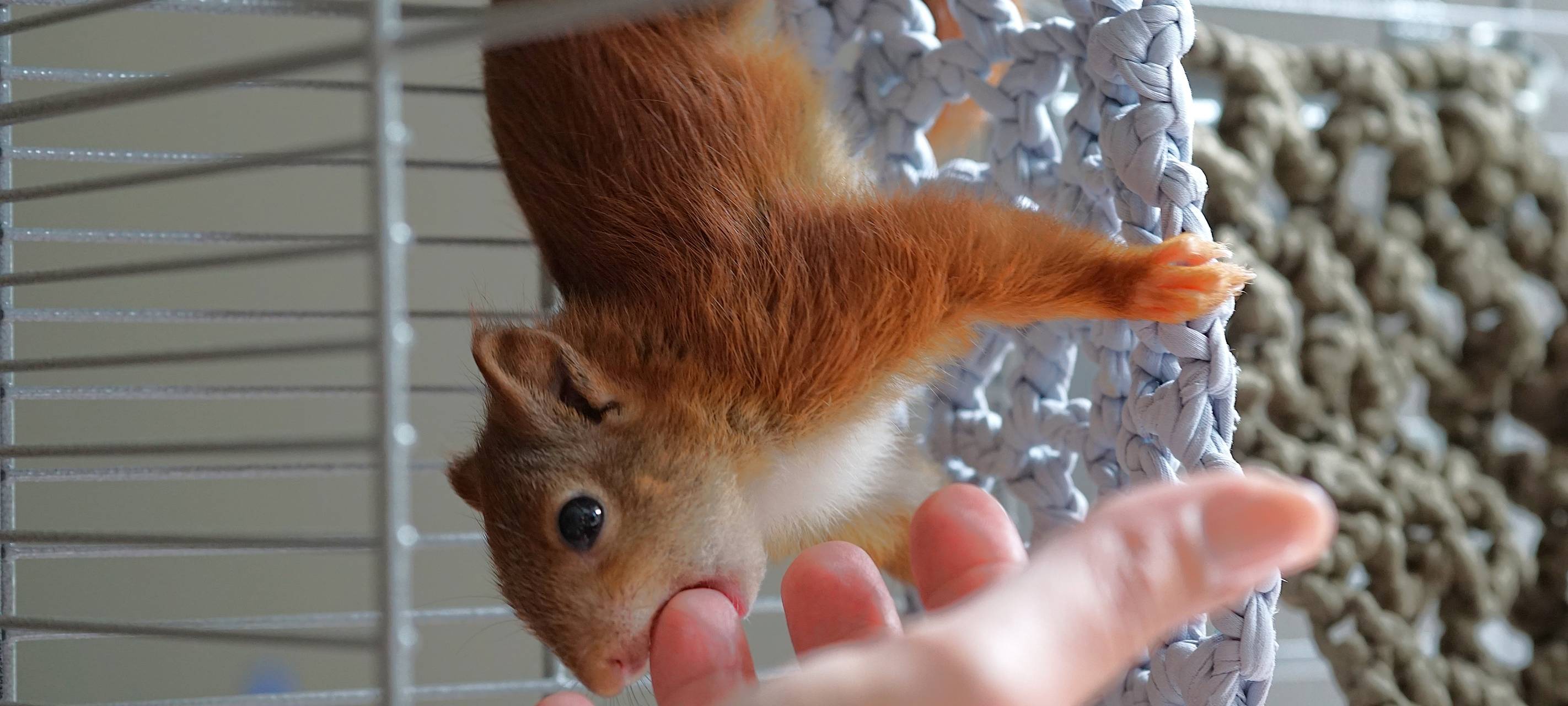 Intensivstation für hilflose Eichhörnchen in Altena