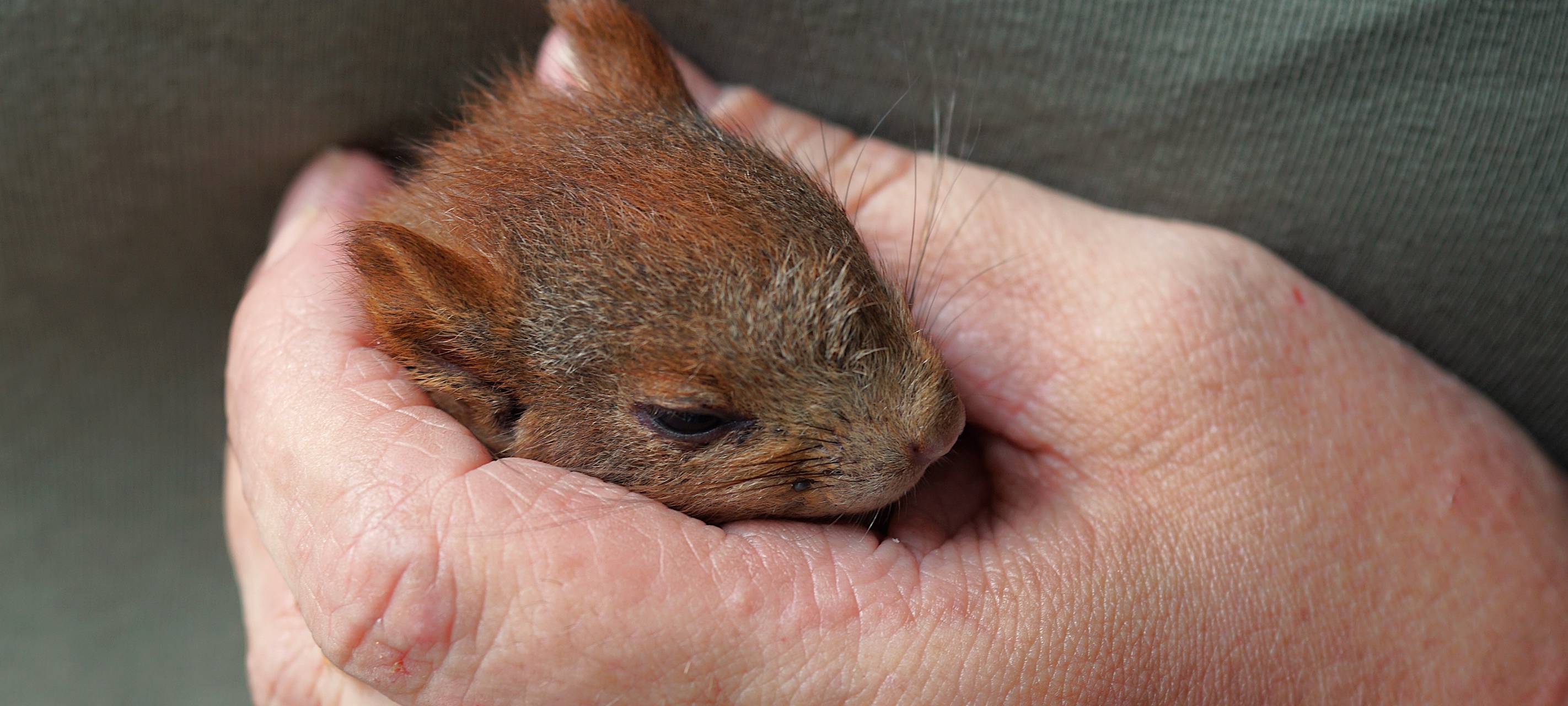Intensivstation für hilflose Eichhörnchen in Altena