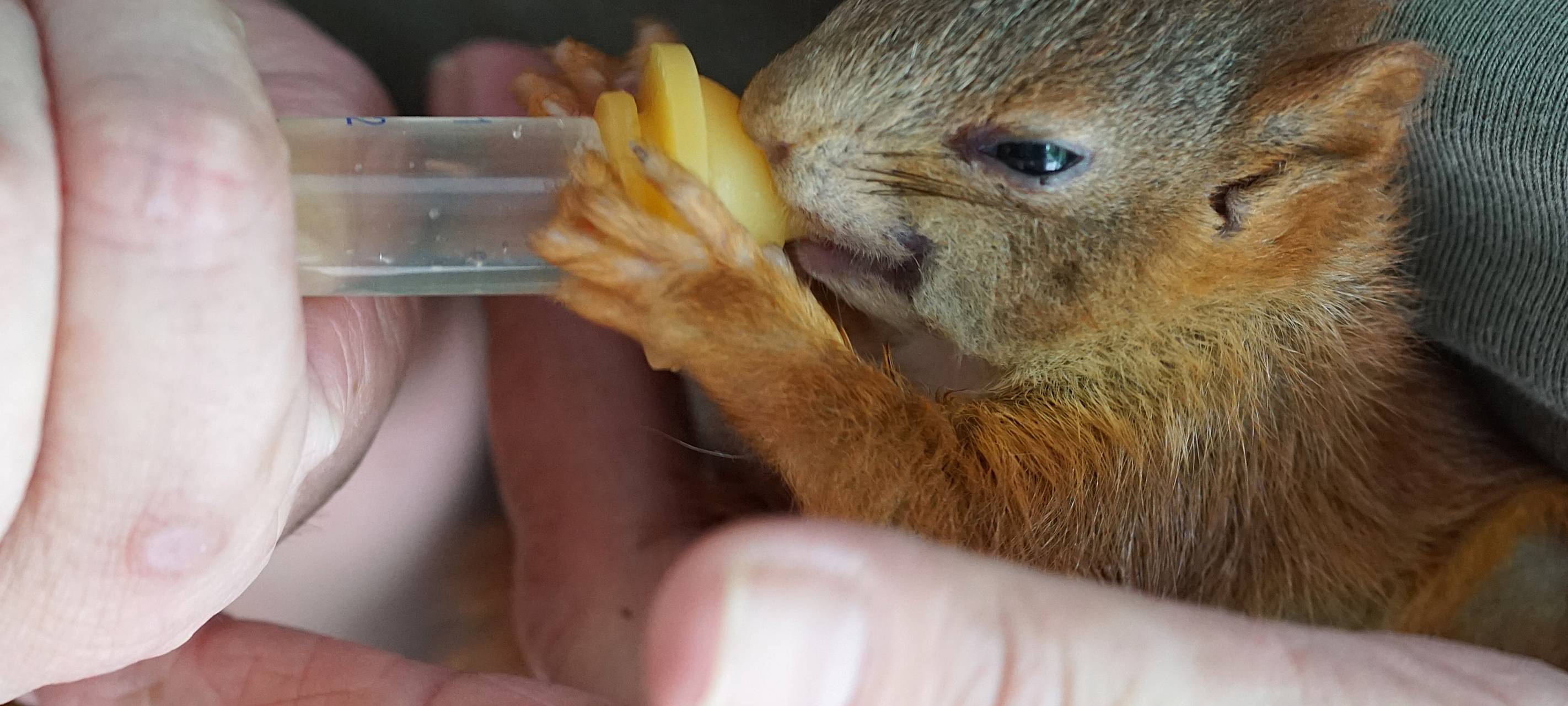 Intensivstation für hilflose Eichhörnchen in Altena