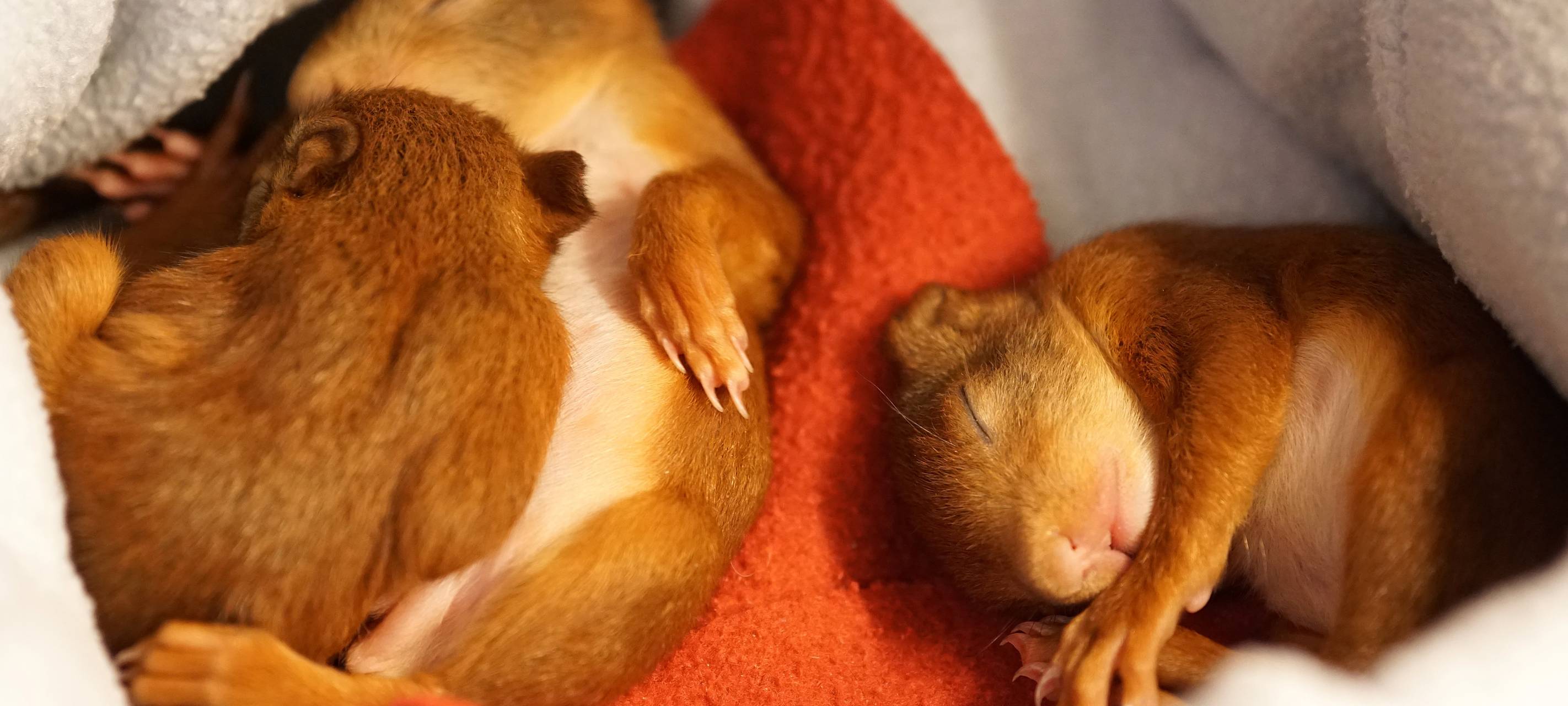 Intensivstation für hilflose Eichhörnchen in Altena