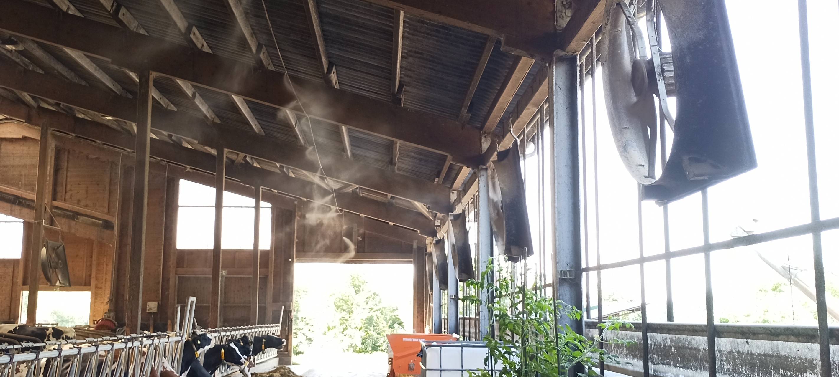 Ventilatoren gegen Hitze im Kuh-Stall in Meinerzhagen