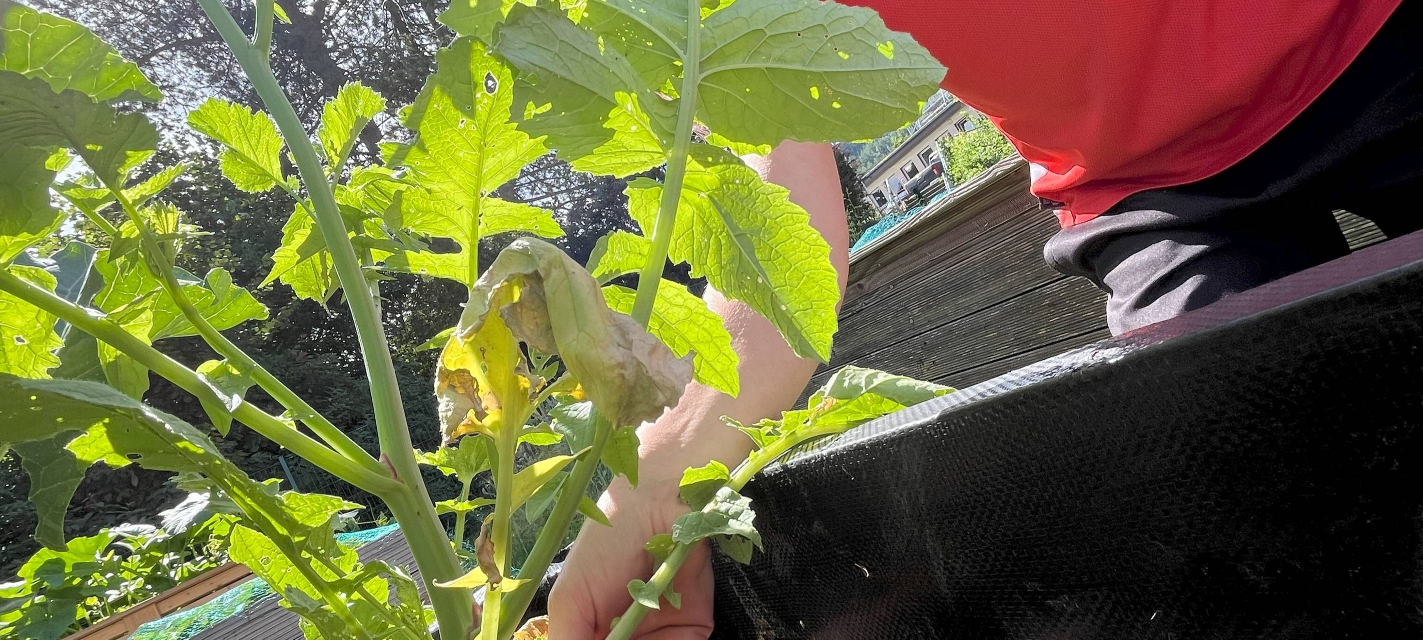 Kleine Gärtner lieben Bienen und: Kirschen