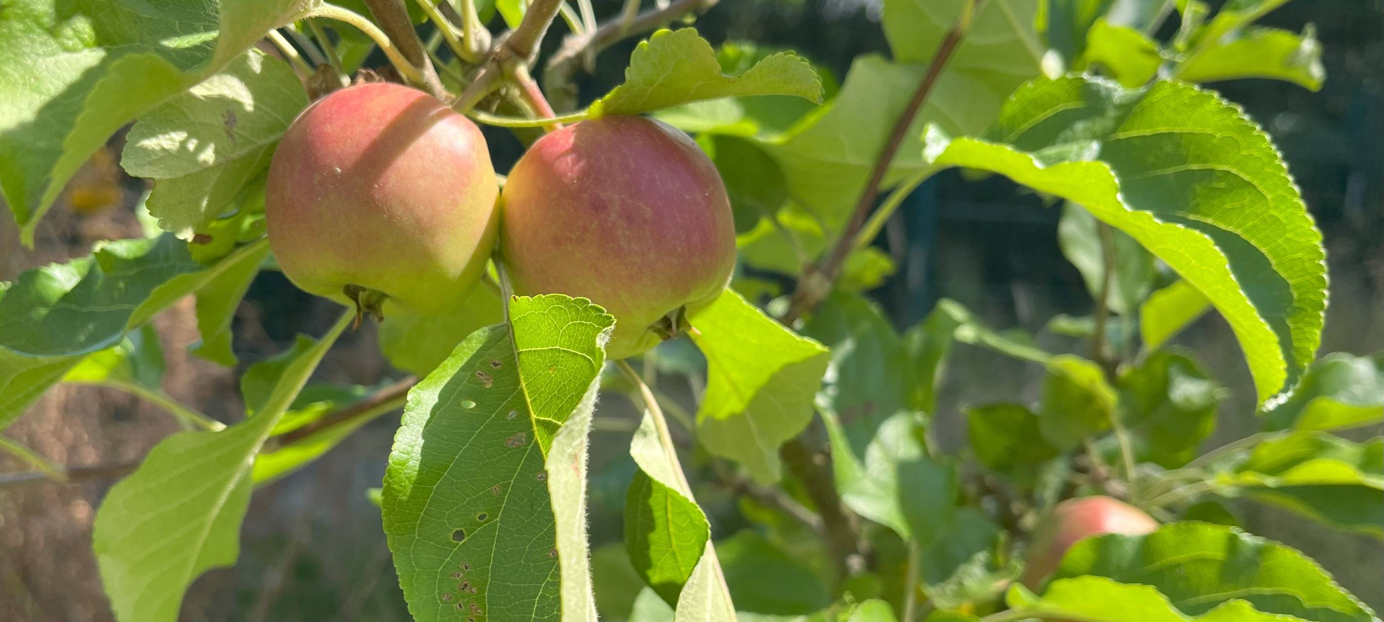 Kleine Gärtner lieben Bienen und: Kirschen