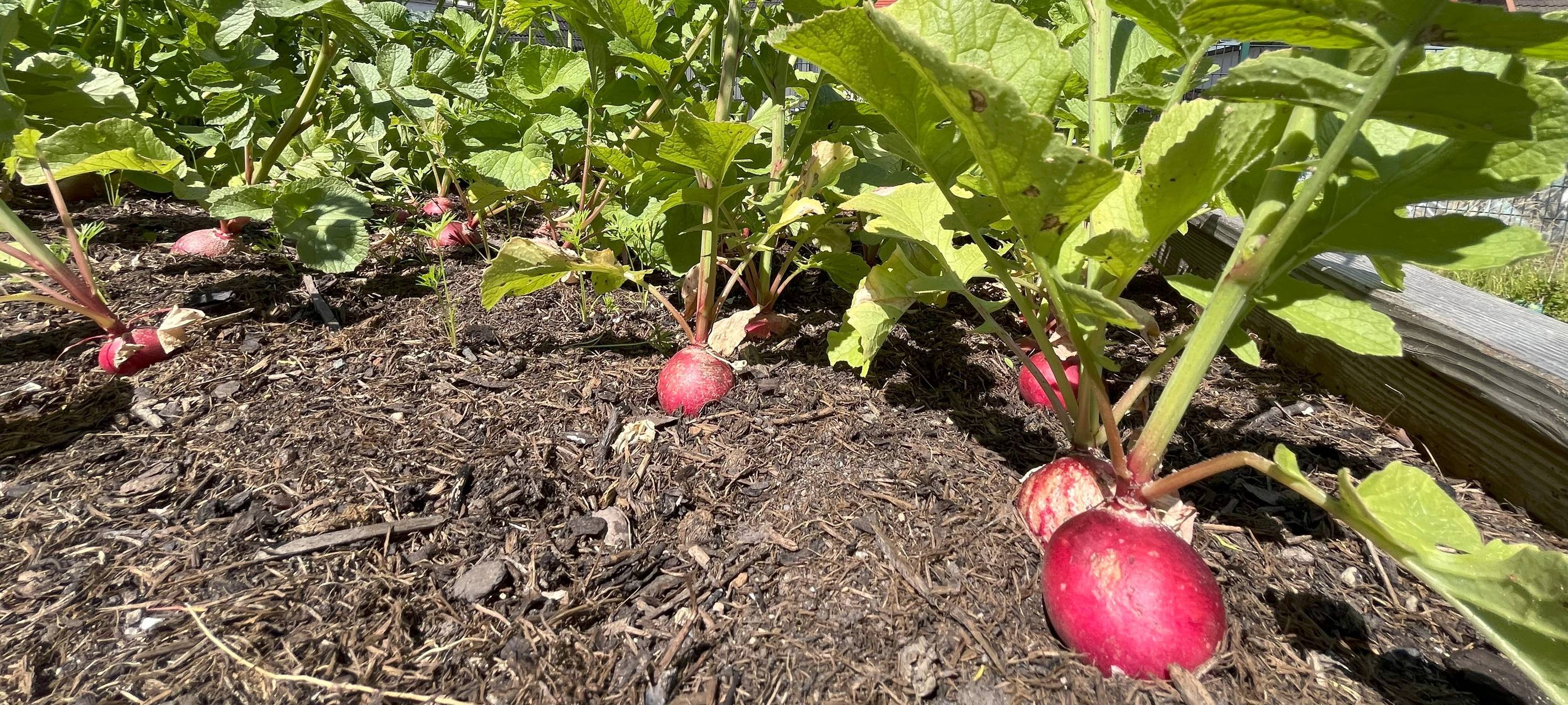 Kleine Gärtner lieben Bienen und: Kirschen