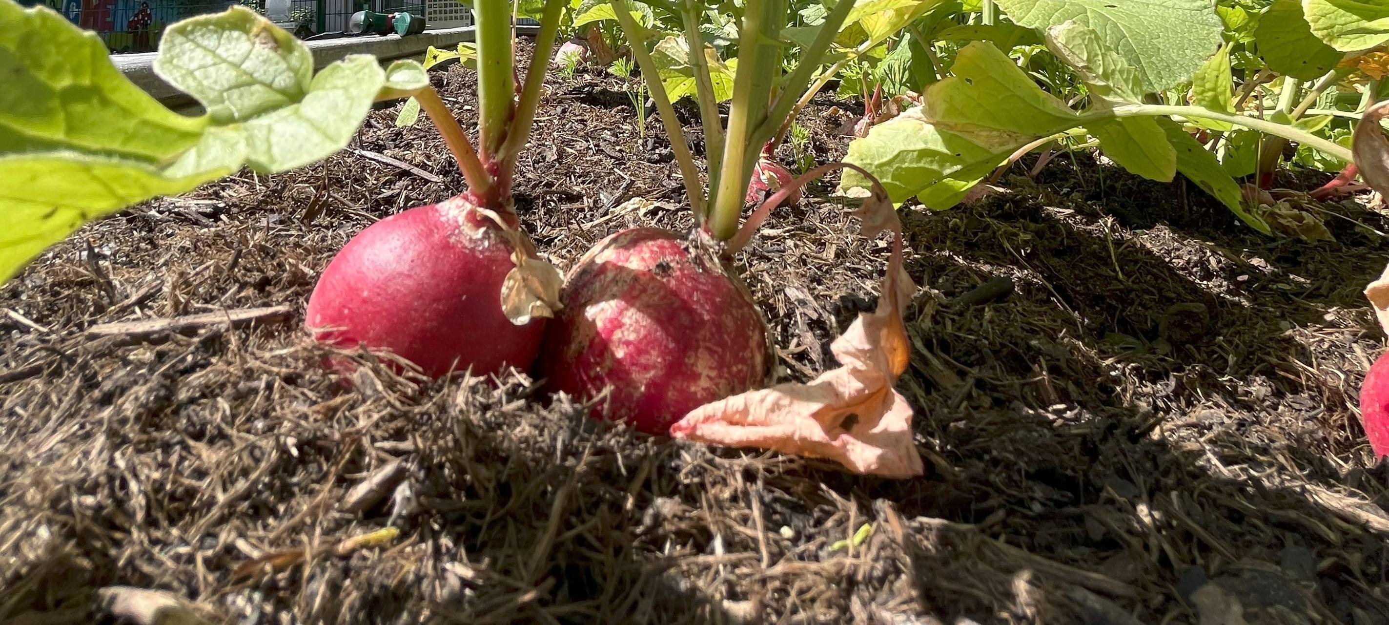 Kleine Gärtner lieben Bienen und: Kirschen