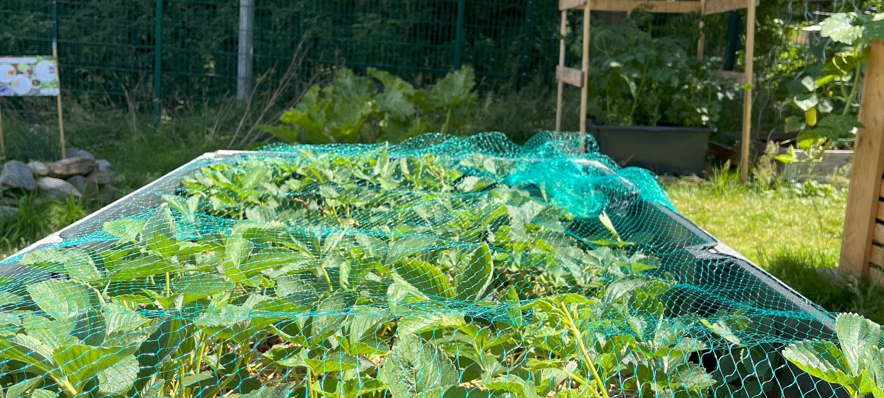 Kleine Gärtner lieben Bienen und: Kirschen