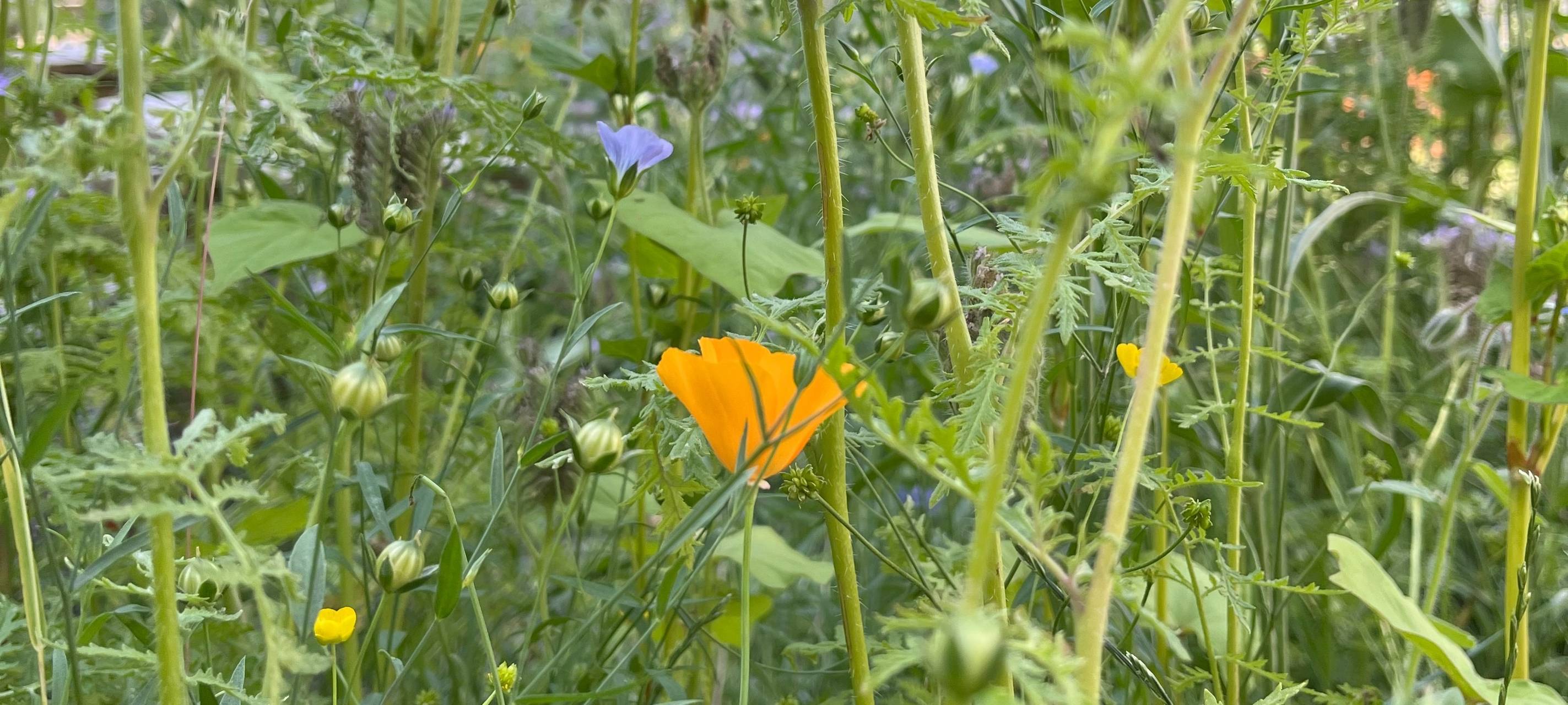 Kleine Gärtner lieben Bienen und: Kirschen