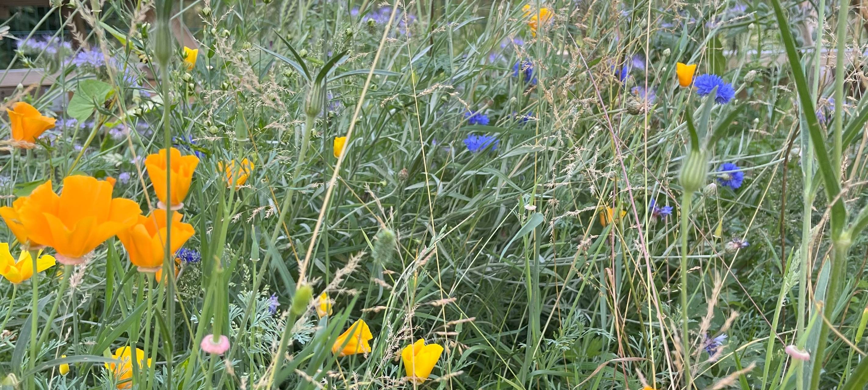 Kleine Gärtner lieben Bienen und: Kirschen