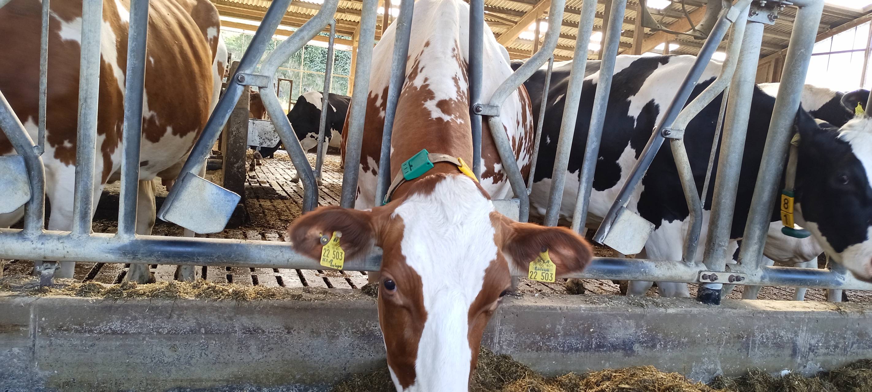 Ventilatoren gegen Hitze im Kuh-Stall in Meinerzhagen