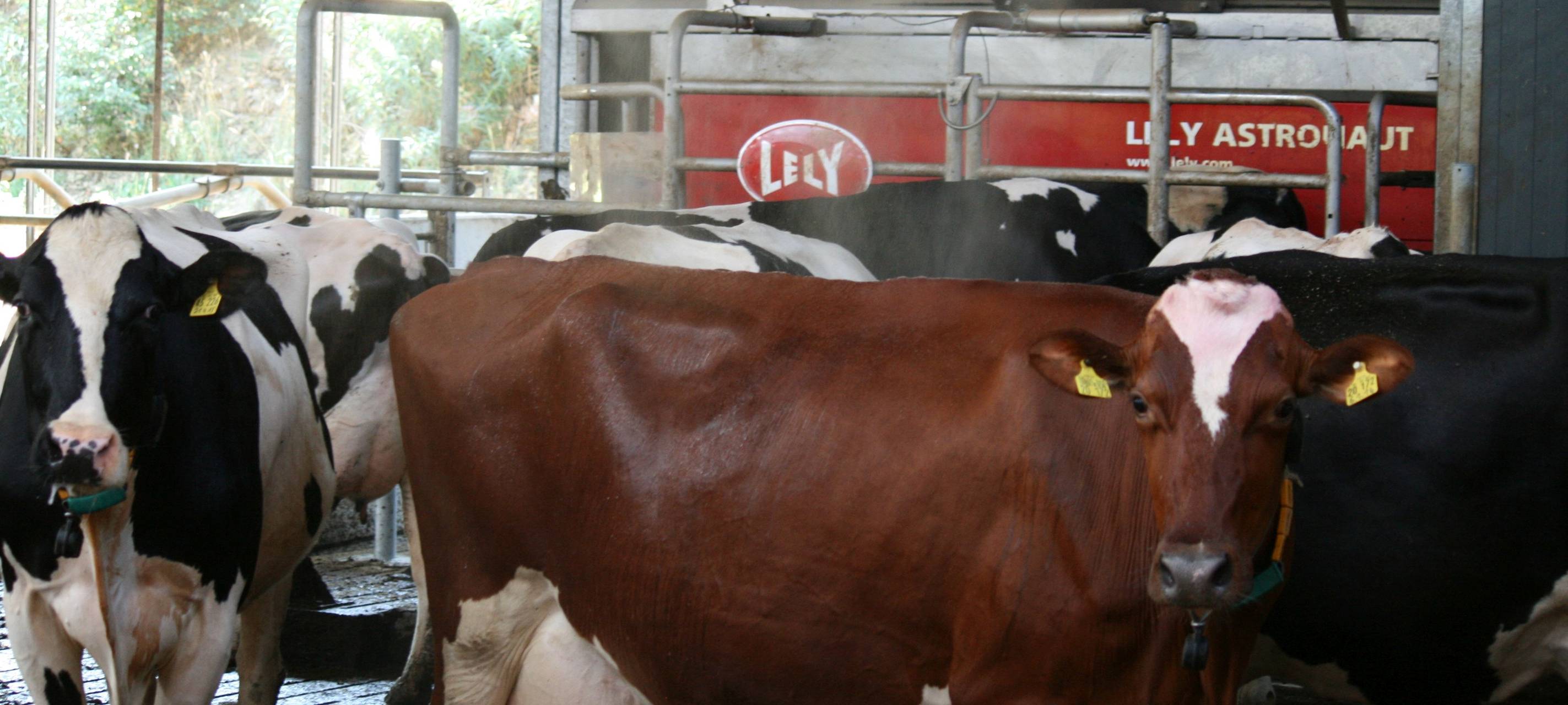 Landwirte im MK schützen ihre Tiere vor der Hitze