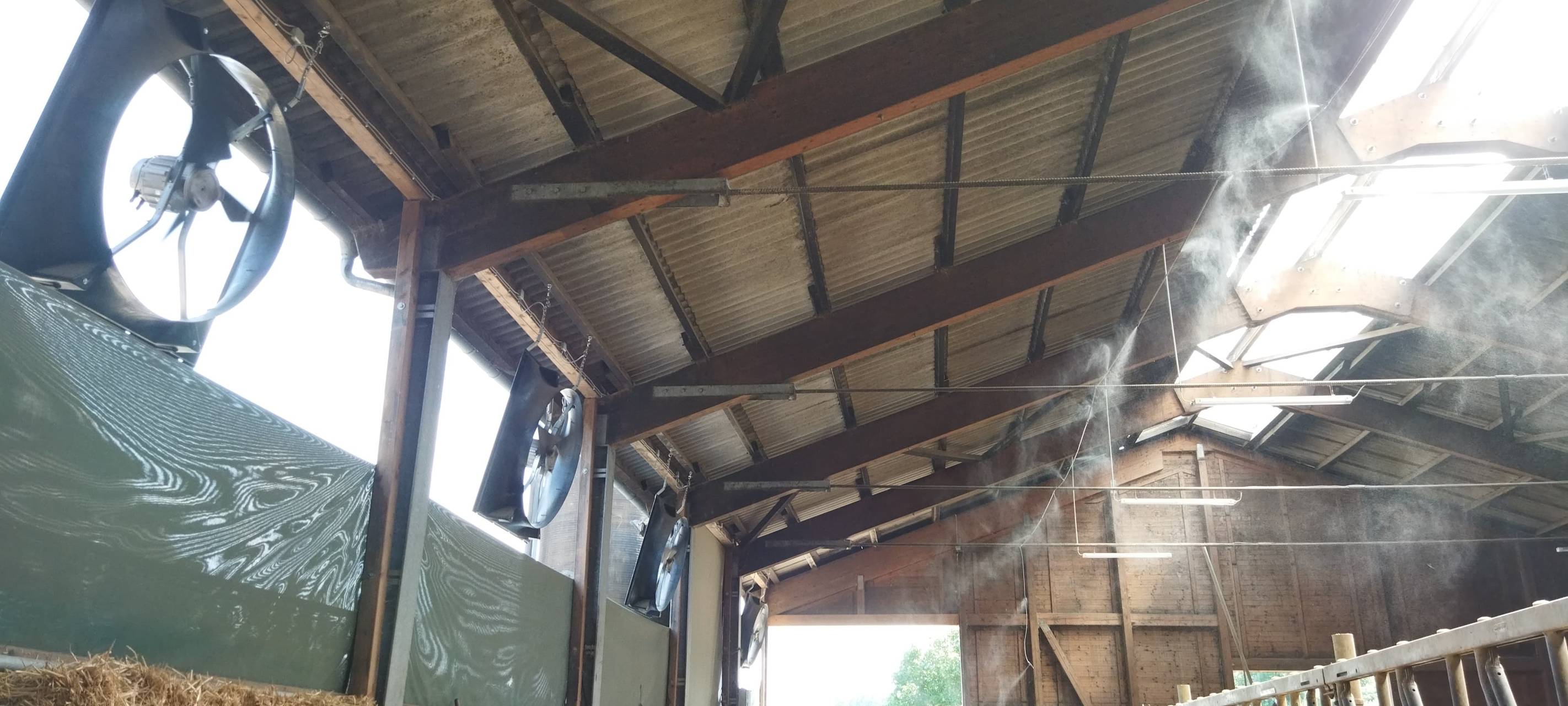 Ventilatoren gegen Hitze im Kuh-Stall in Meinerzhagen