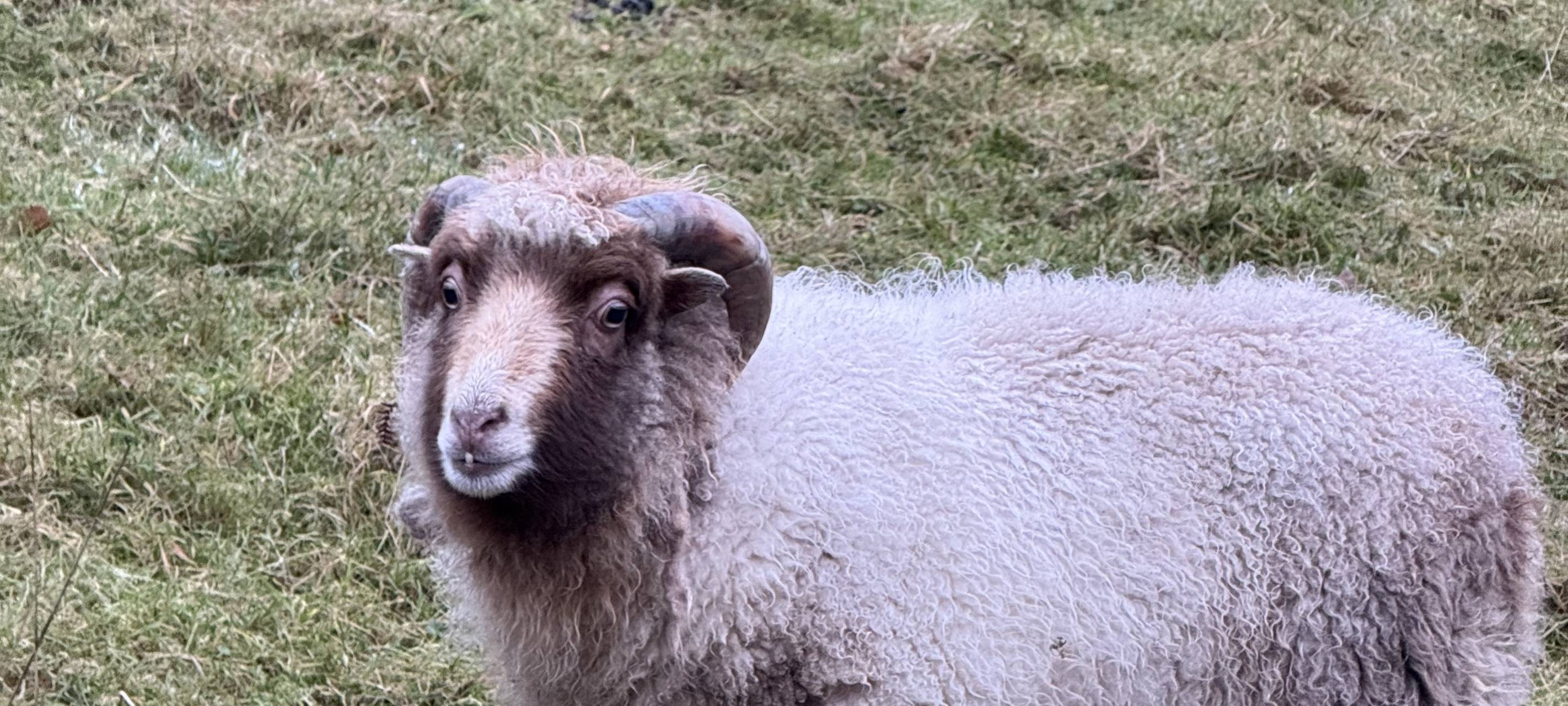 Schafsrisse im Märkischen Kreis
