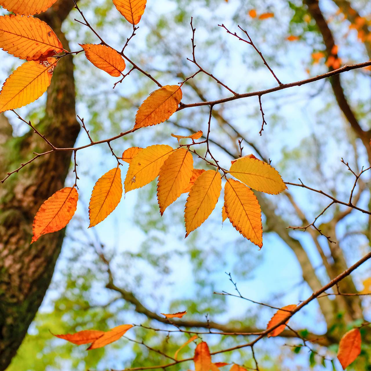 Laubbaum im Herbst.