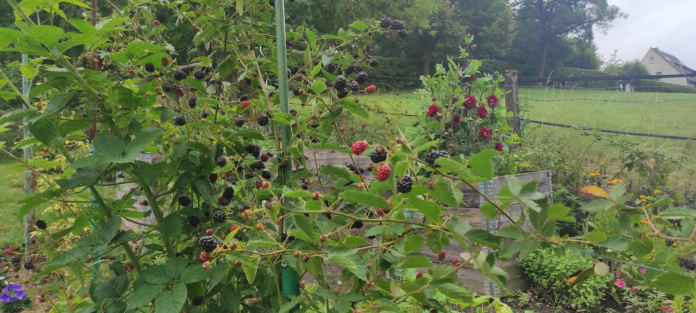 "Offene Gärten" im Märkischen Kreis besuchen