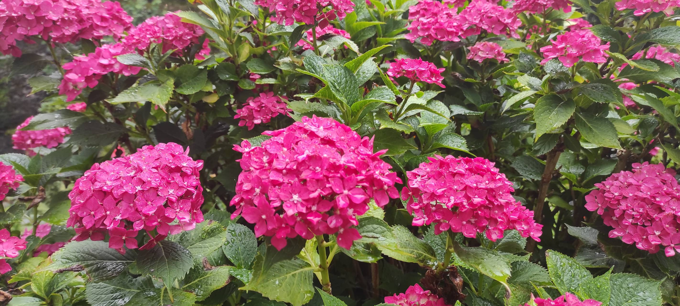 "Offene Gärten" im Märkischen Kreis besuchen