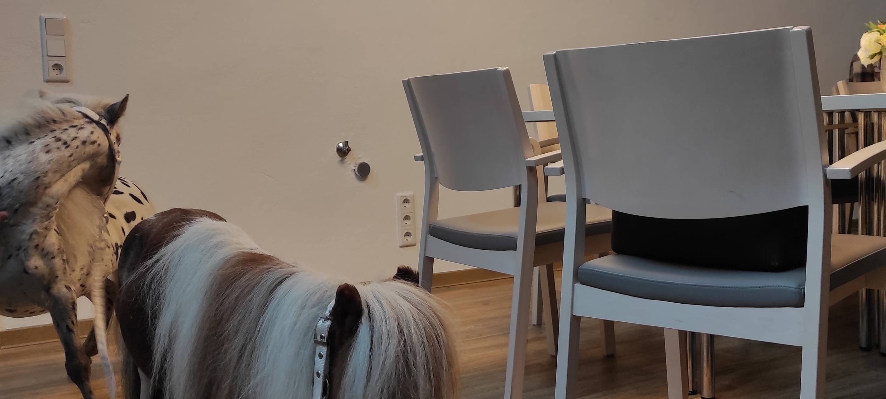 Mini-Therapiepony Pumuckel zu Besuch in Letmathe