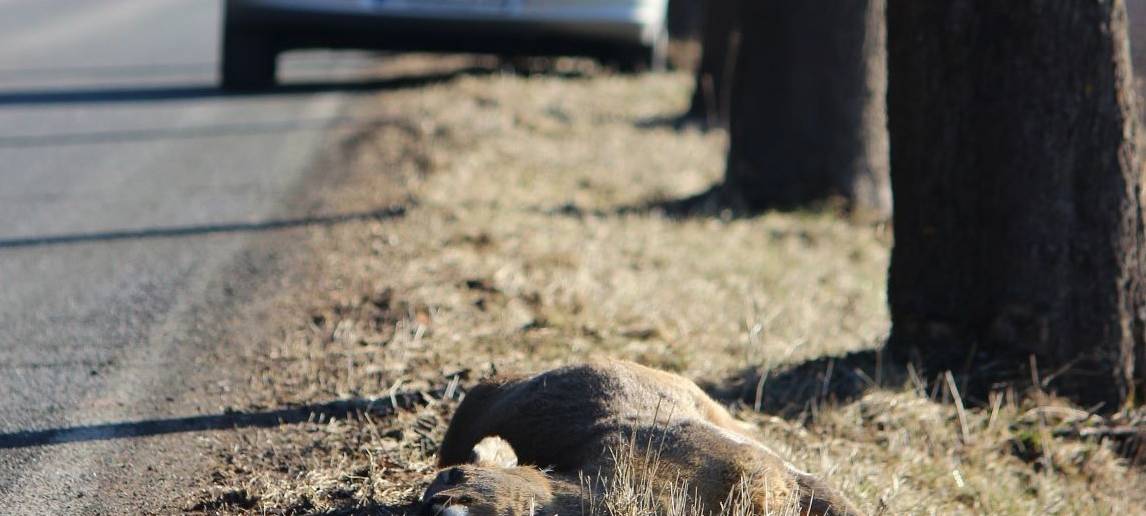 "Liebestolle" Rehe sind Gefahr für Autofahrer
