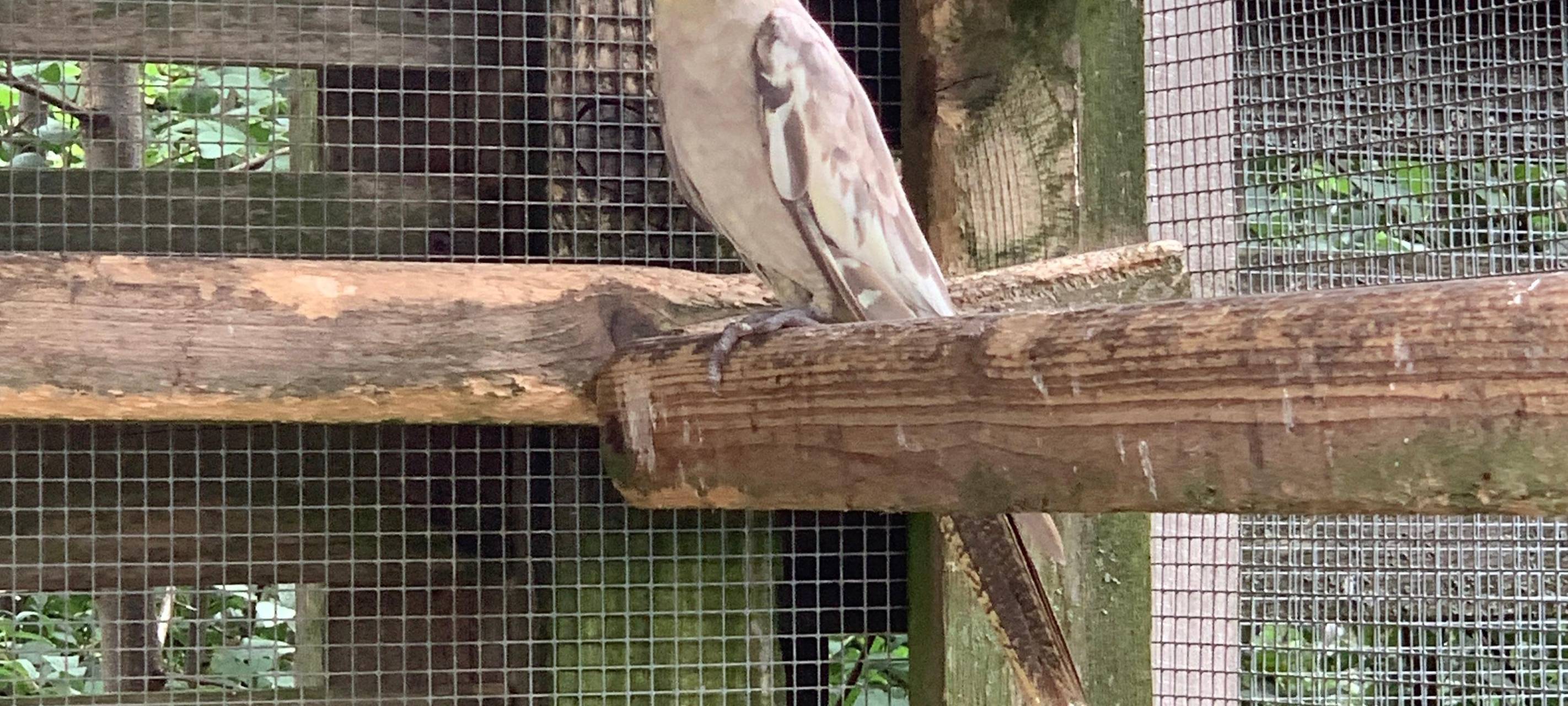 Die Vögel von Norbert Grebe in Rennerde