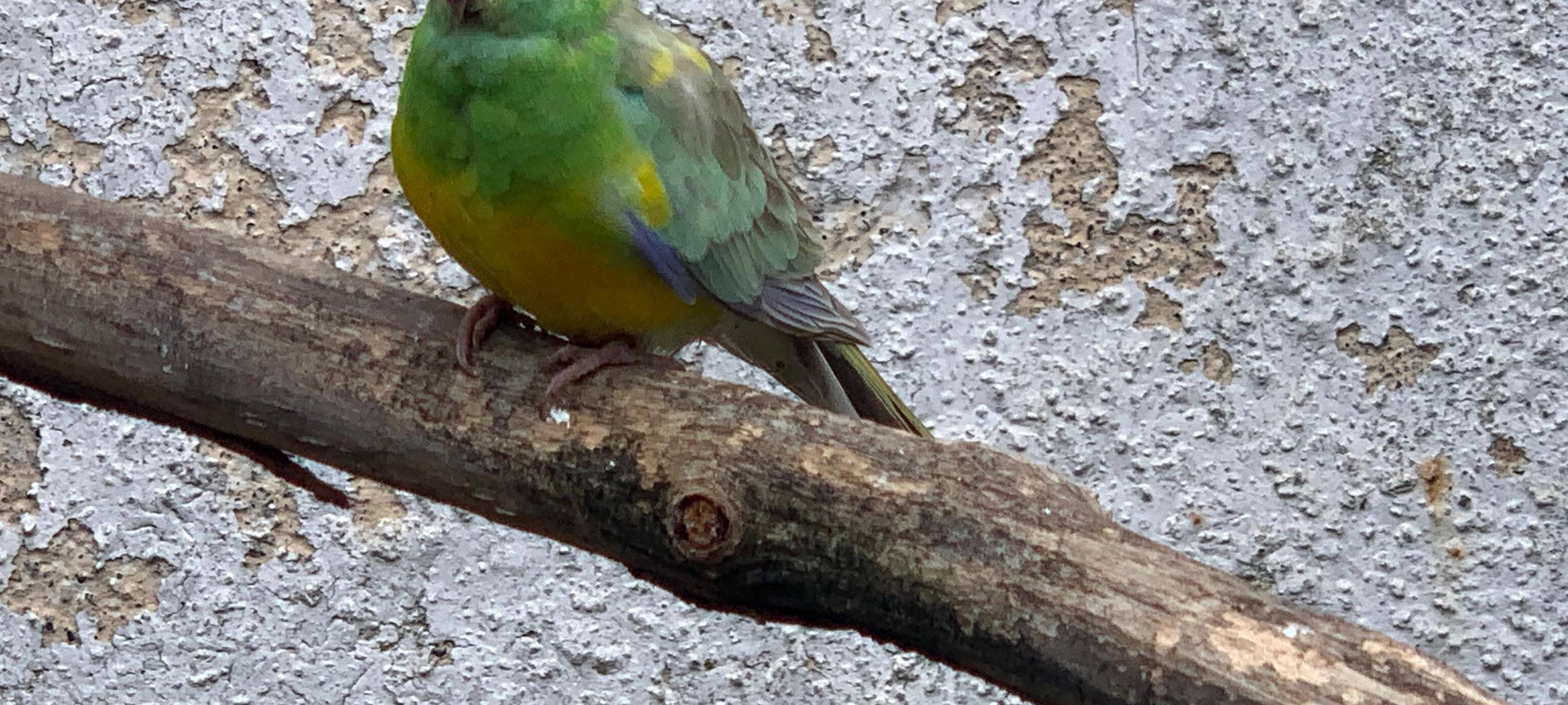 Die Vögel von Norbert Grebe in Rennerde