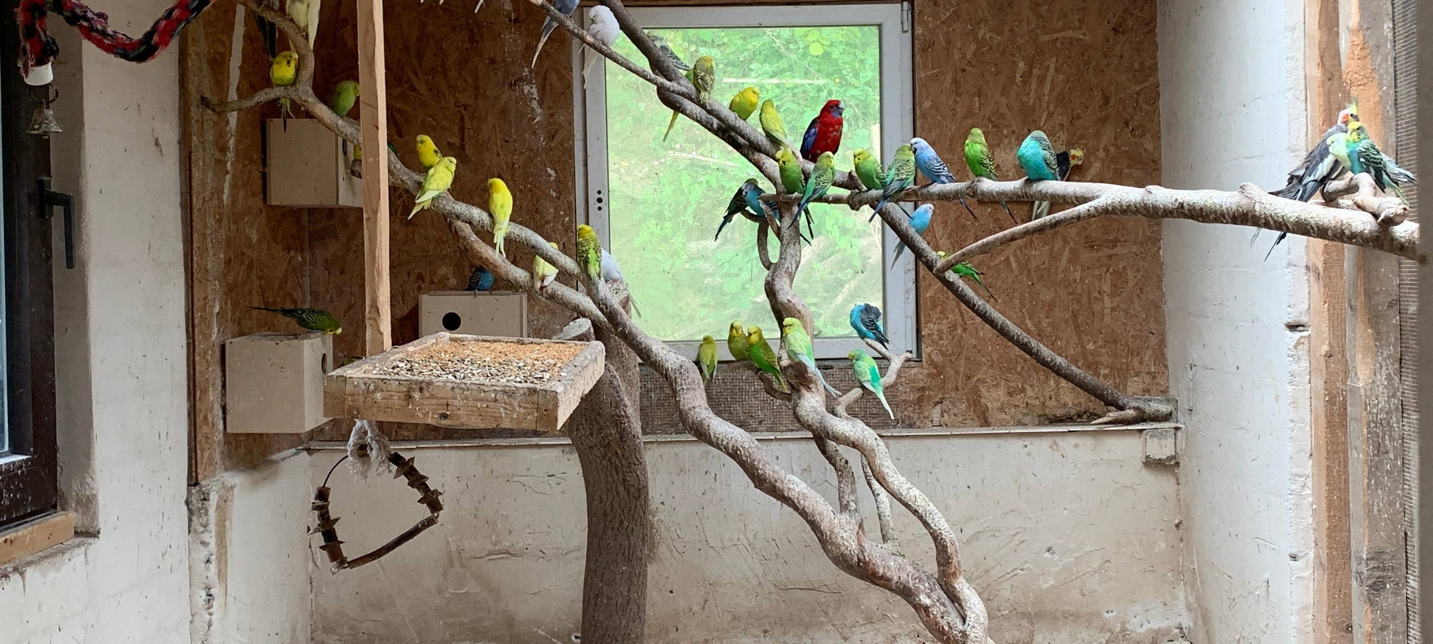 Die Vögel von Norbert Grebe in Rennerde