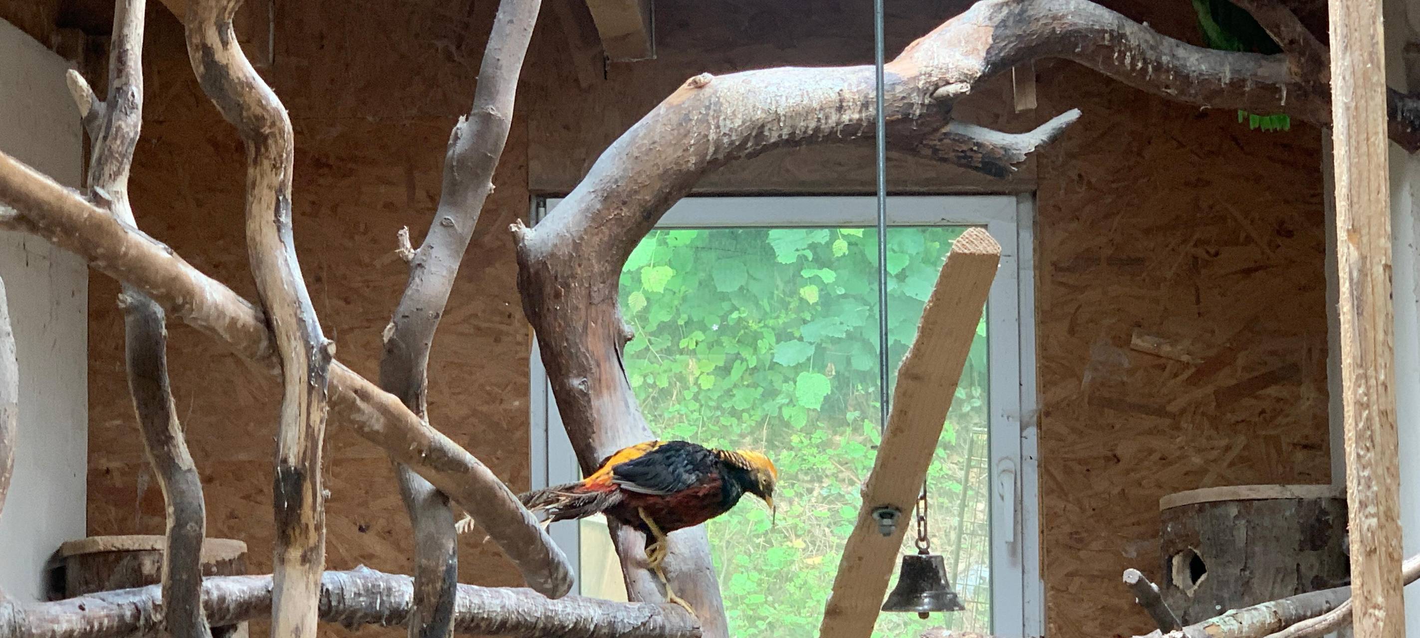 Die Vögel von Norbert Grebe in Rennerde