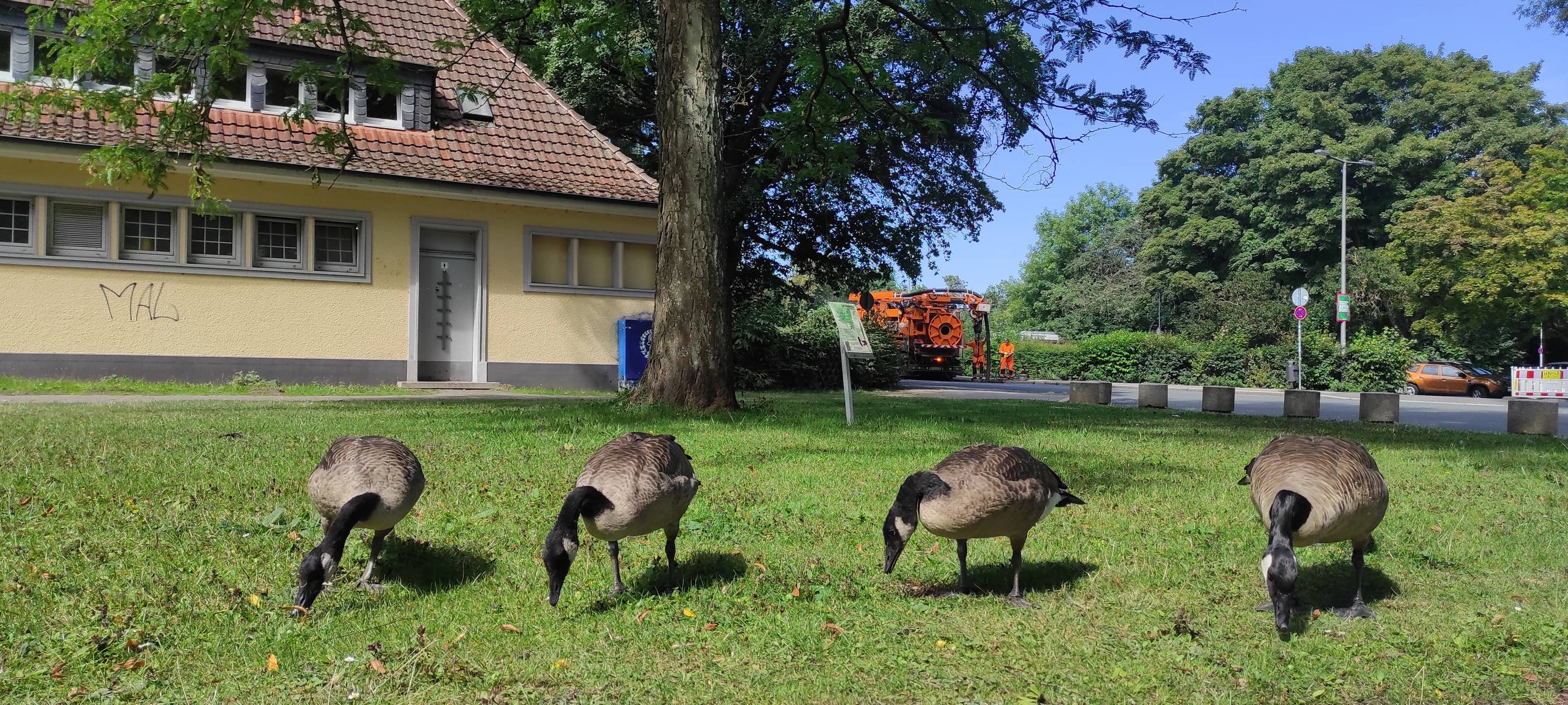 Gänse-Demonstration in Iserlohn