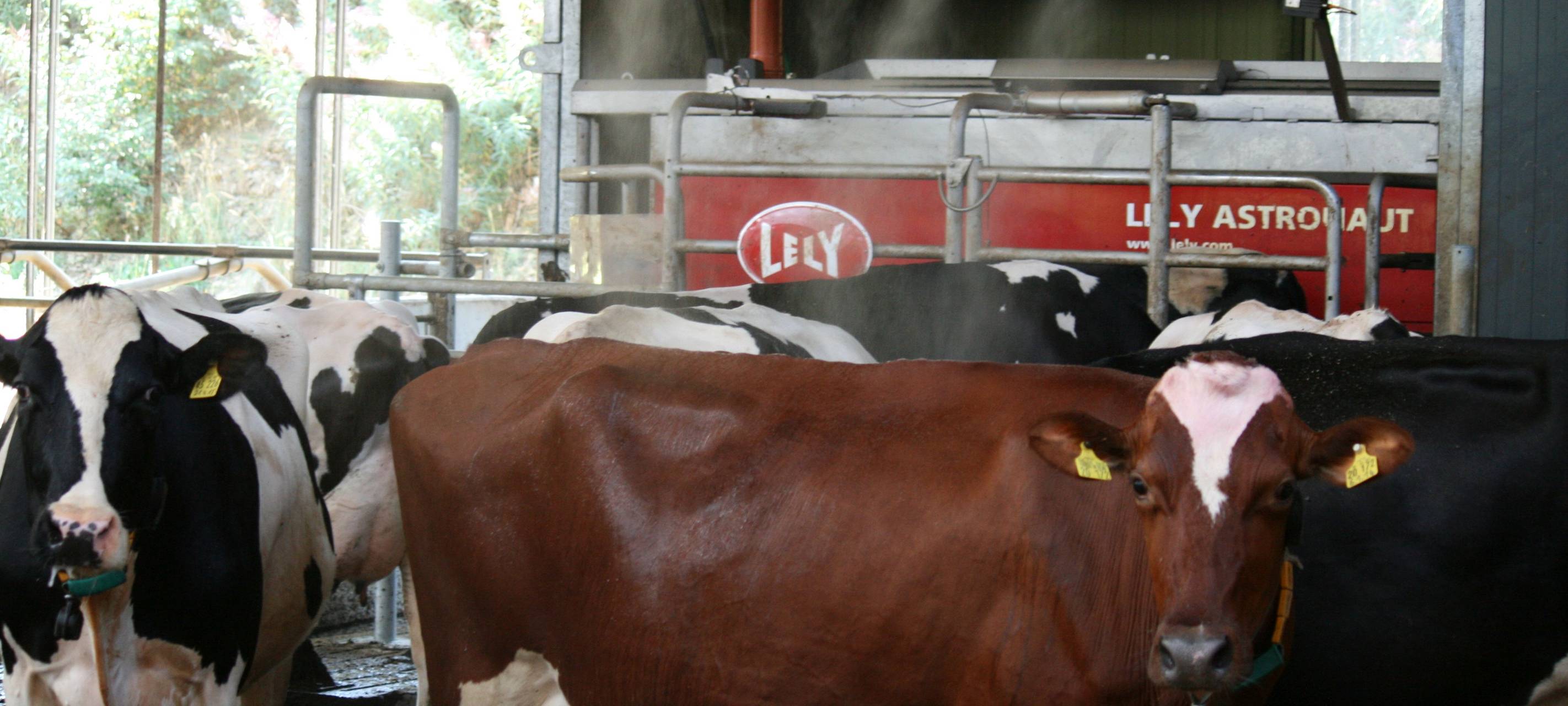 Kühlung für Kühe im Märkischen Kreis