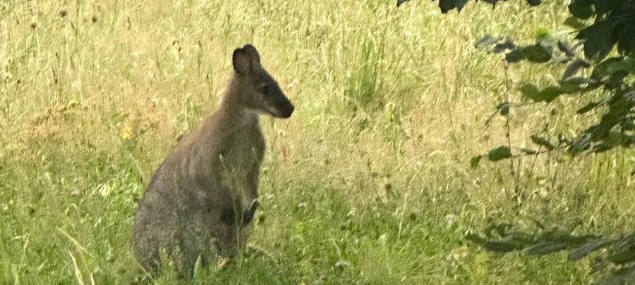 Entlaufenes Wallaby in Altena