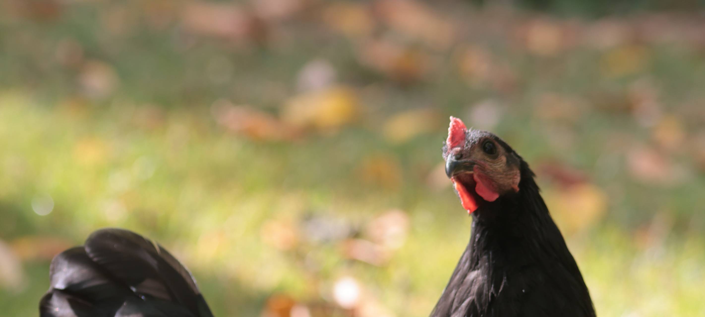 In Iserlohn-Hennen sind die Hennen los