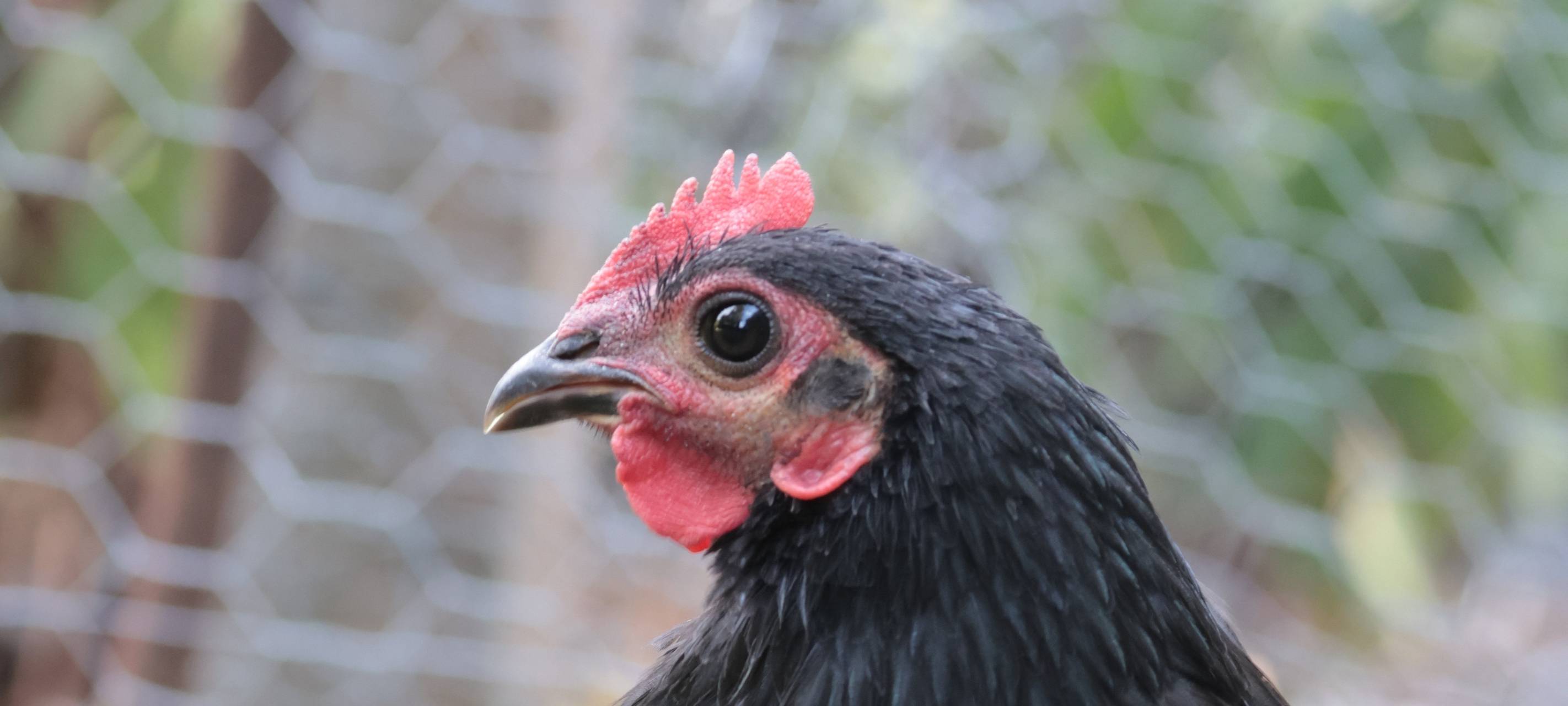 In Iserlohn-Hennen sind die Hennen los