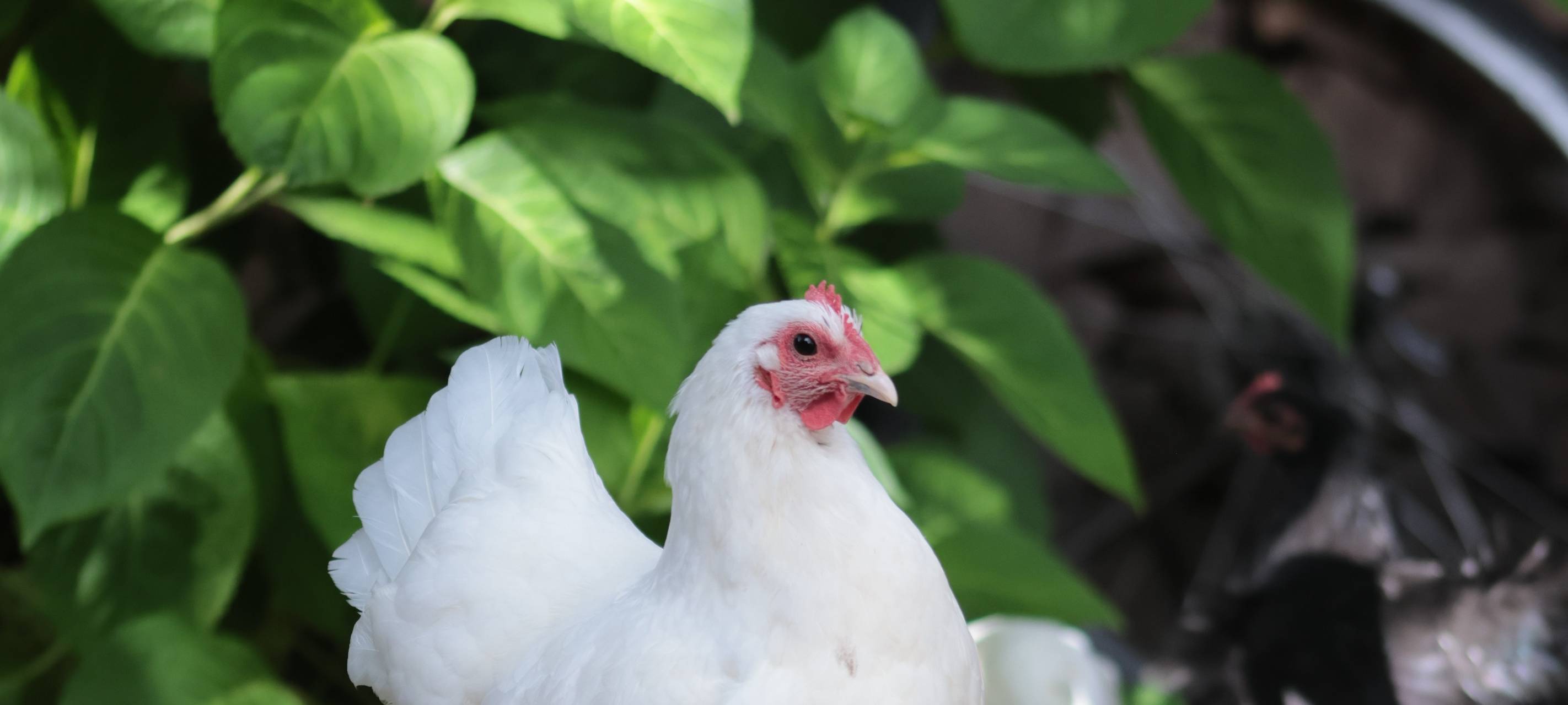 In Iserlohn-Hennen sind die Hennen los