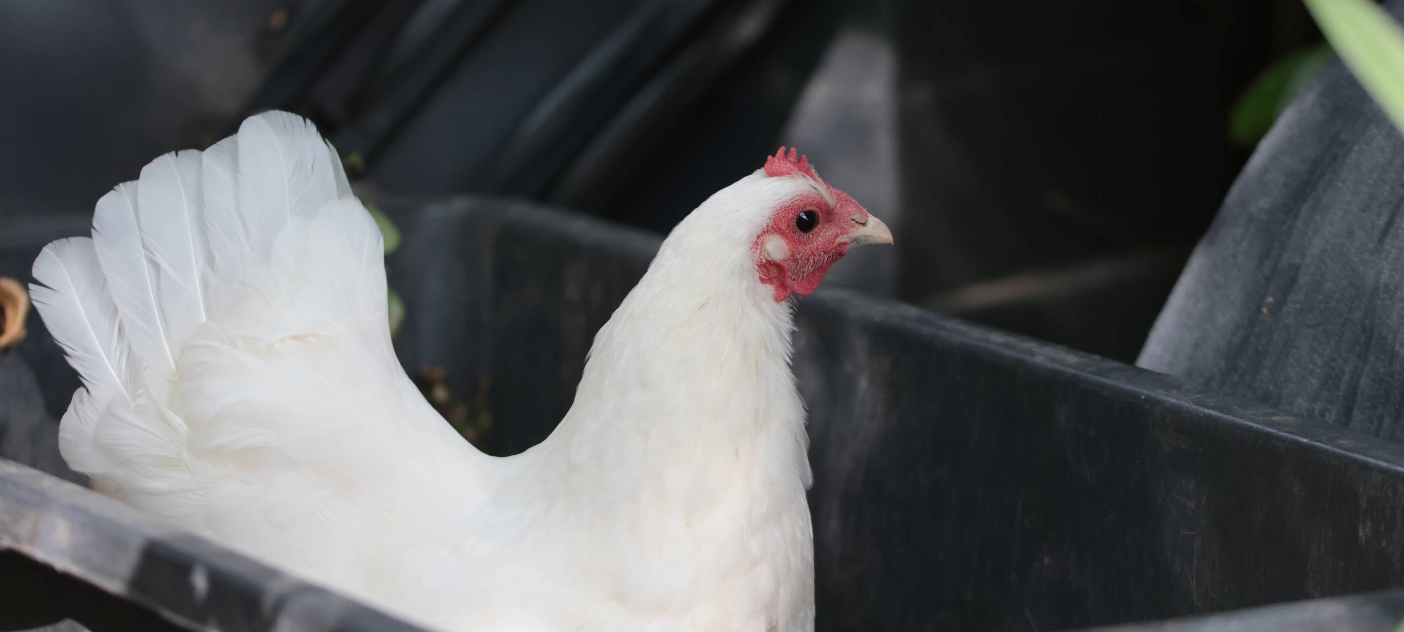 In Iserlohn-Hennen sind die Hennen los