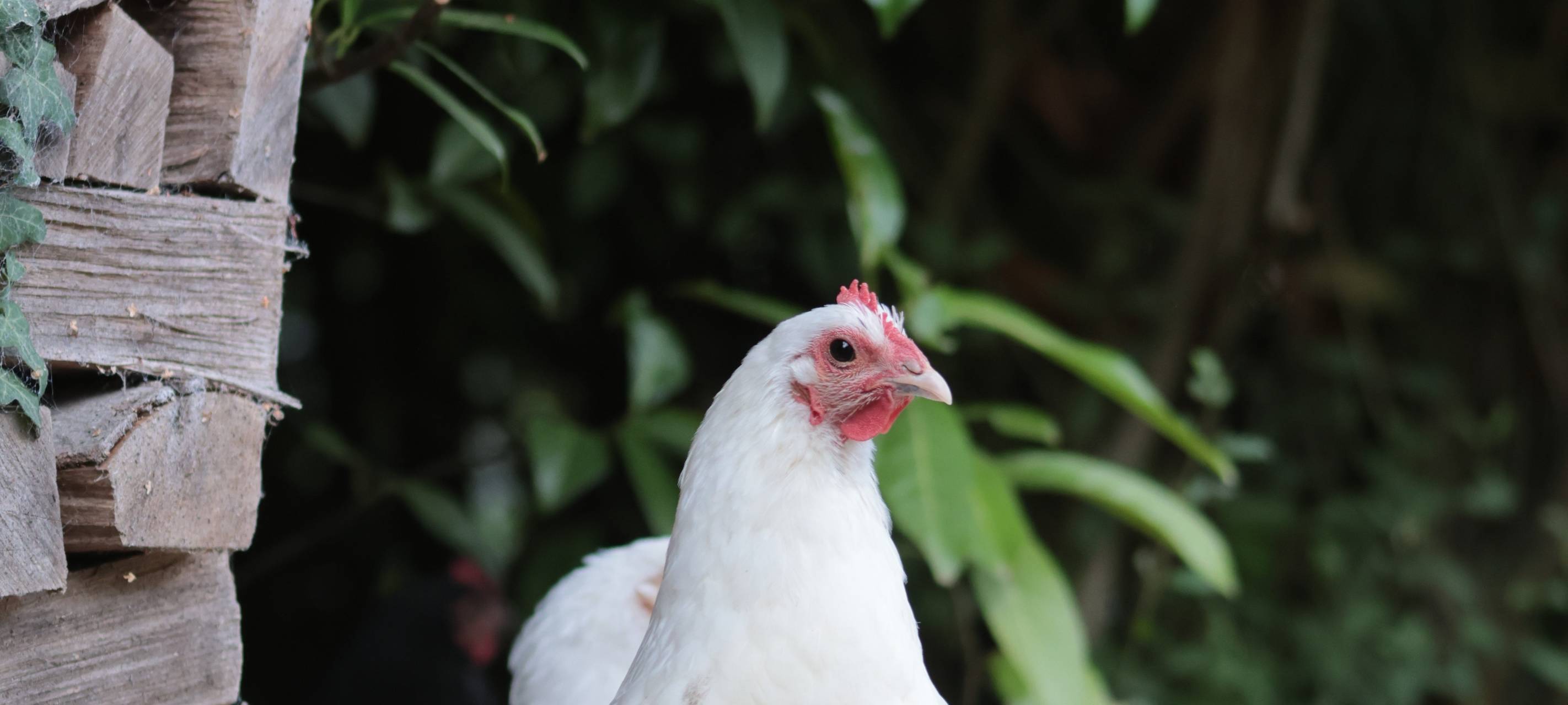 In Iserlohn-Hennen sind die Hennen los