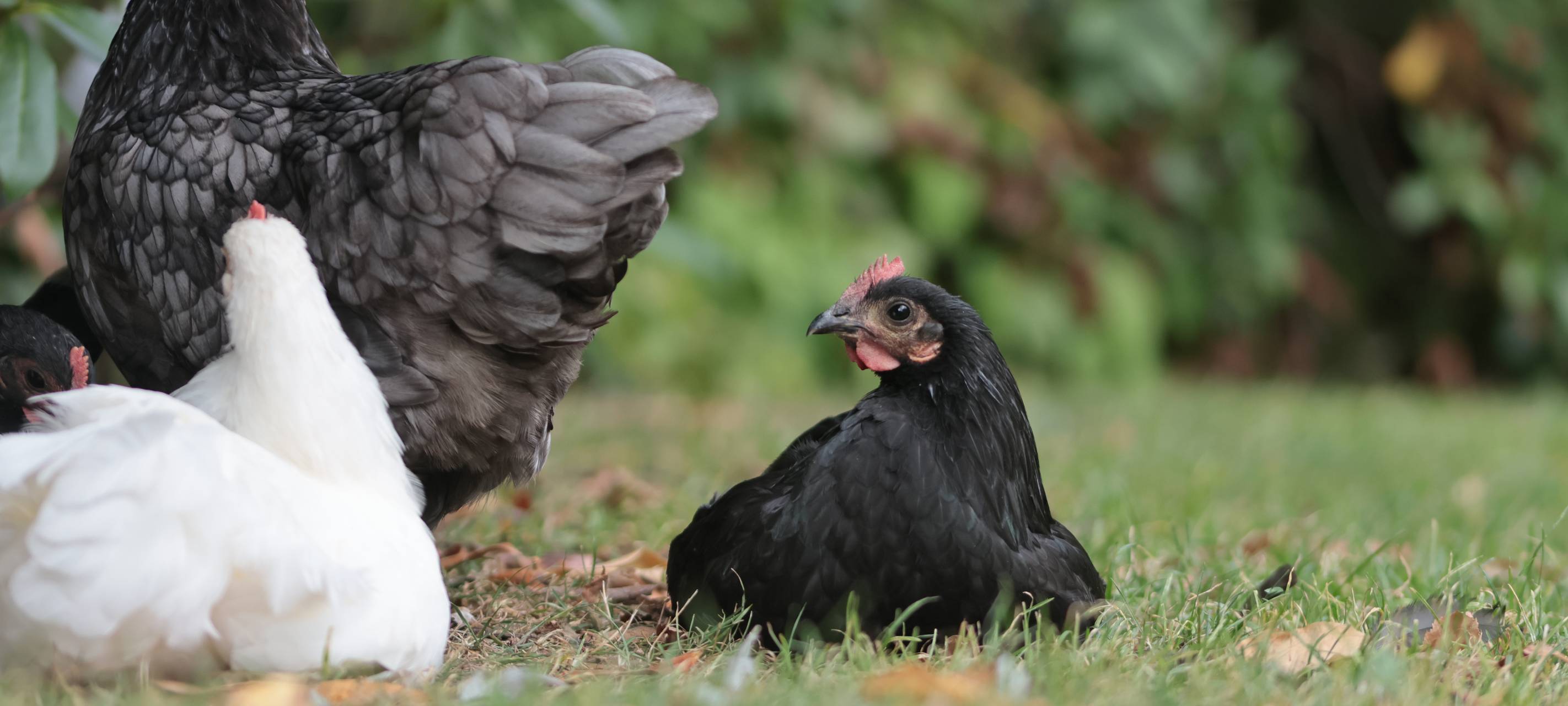 In Iserlohn-Hennen sind die Hennen los