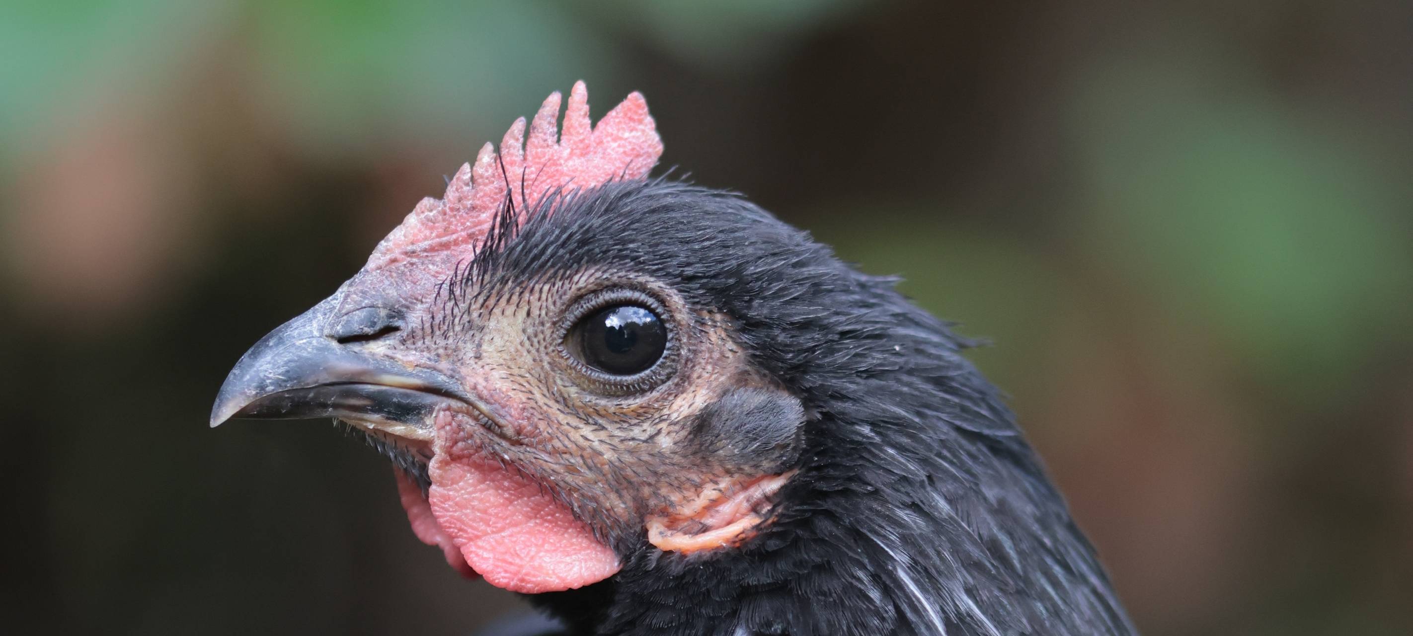 In Iserlohn-Hennen sind die Hennen los