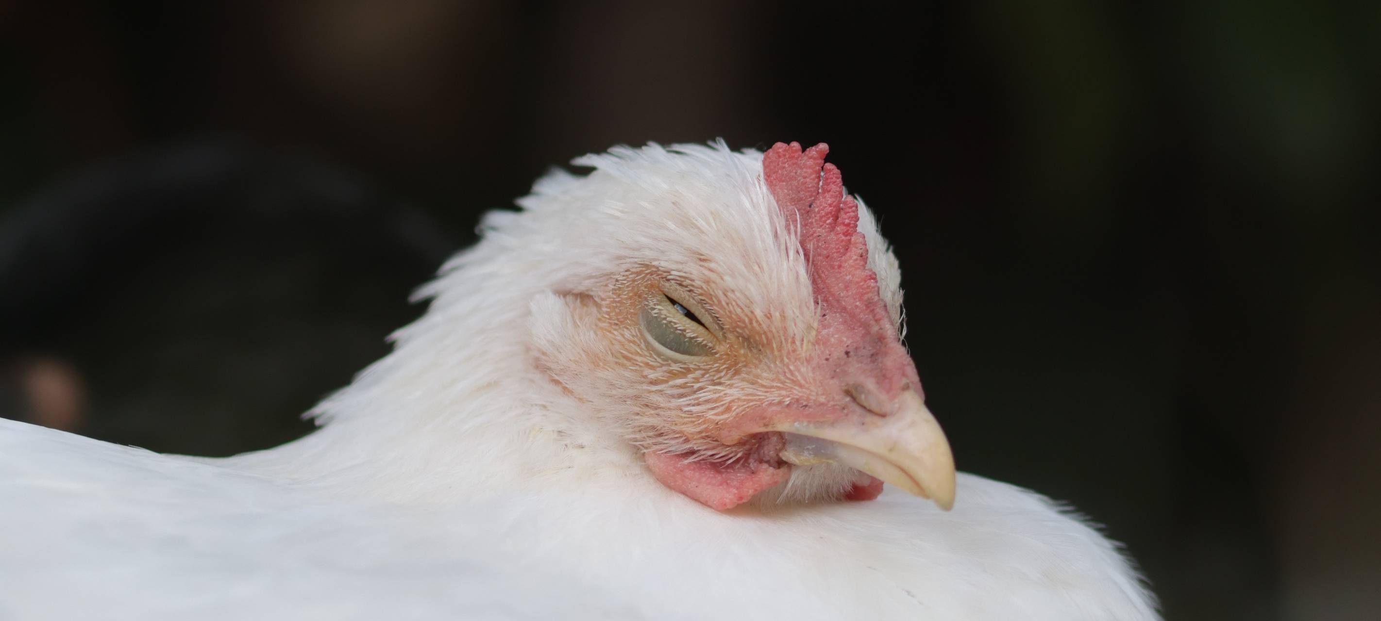 In Iserlohn-Hennen sind die Hennen los